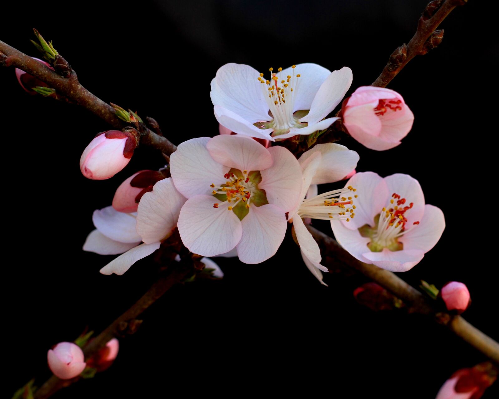 Canon EOS 7D sample photo. Peach blossom, still life photography