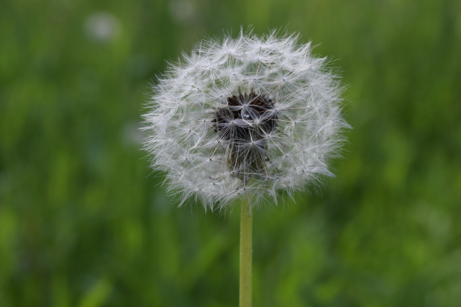 Nikon D3300 sample photo. Dandelion, glade, greens photography