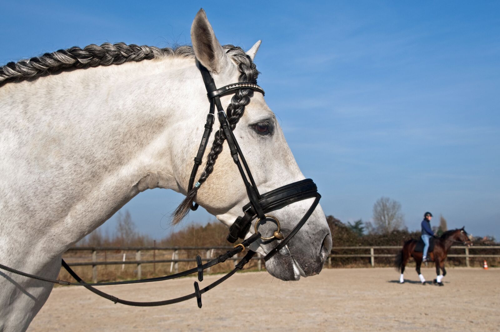 Nikon D300 sample photo. Horse, head, plait photography