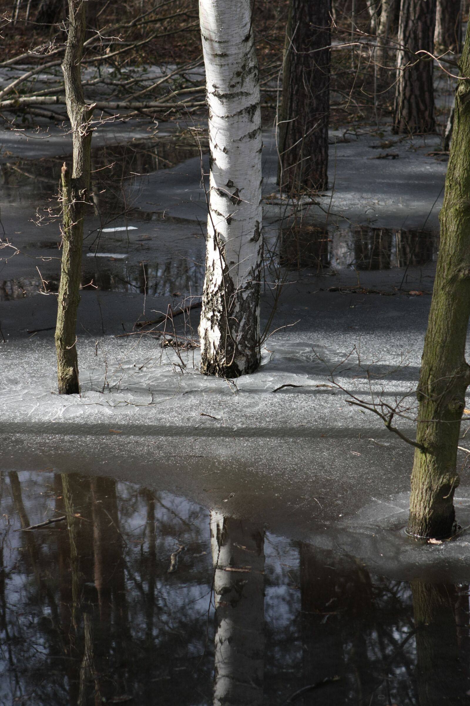 Canon EOS 450D (EOS Rebel XSi / EOS Kiss X2) sample photo. Wood, nature, waters photography