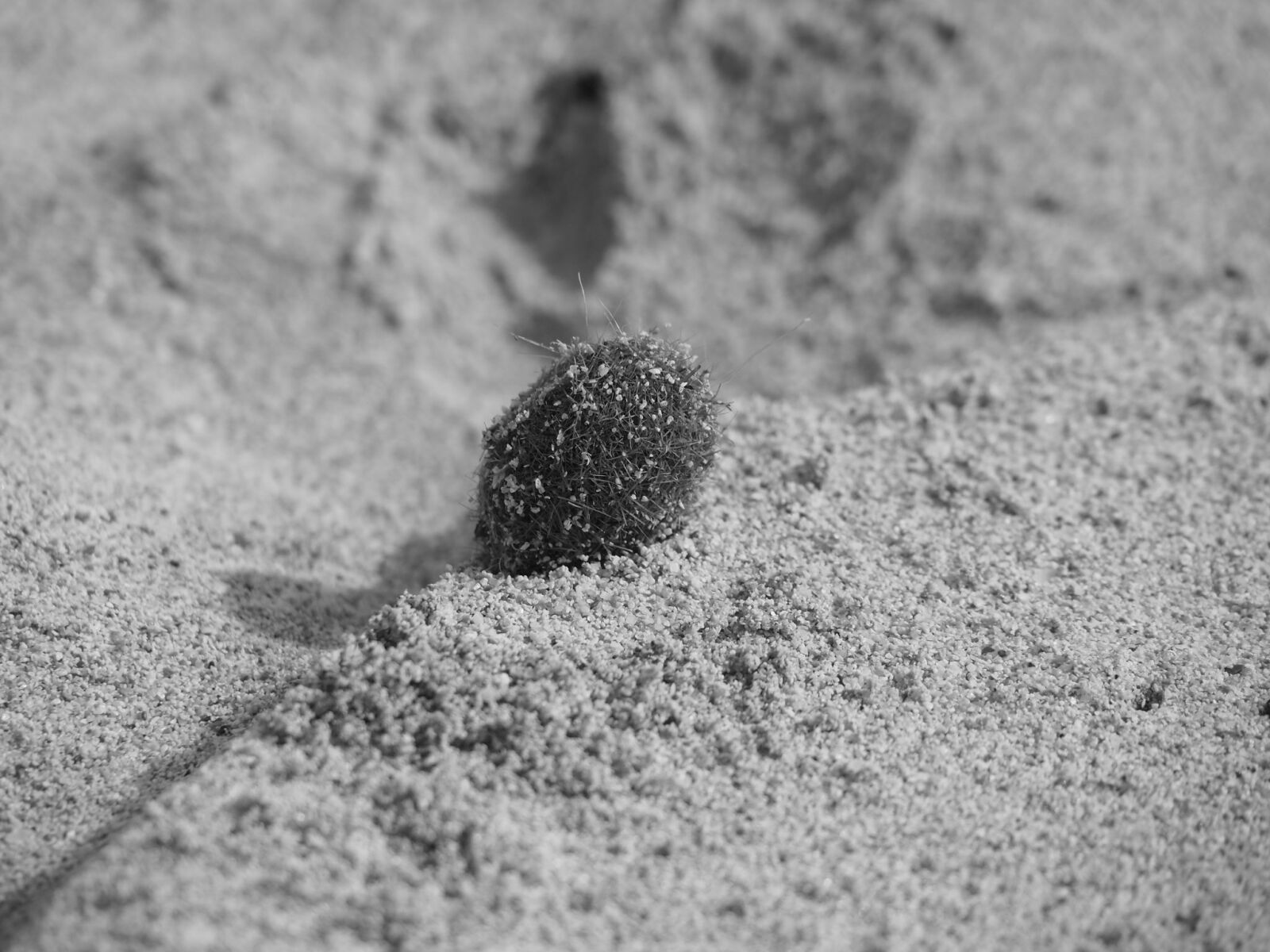 Olympus OM-D E-M5 II sample photo. Beach, sand, sea photography