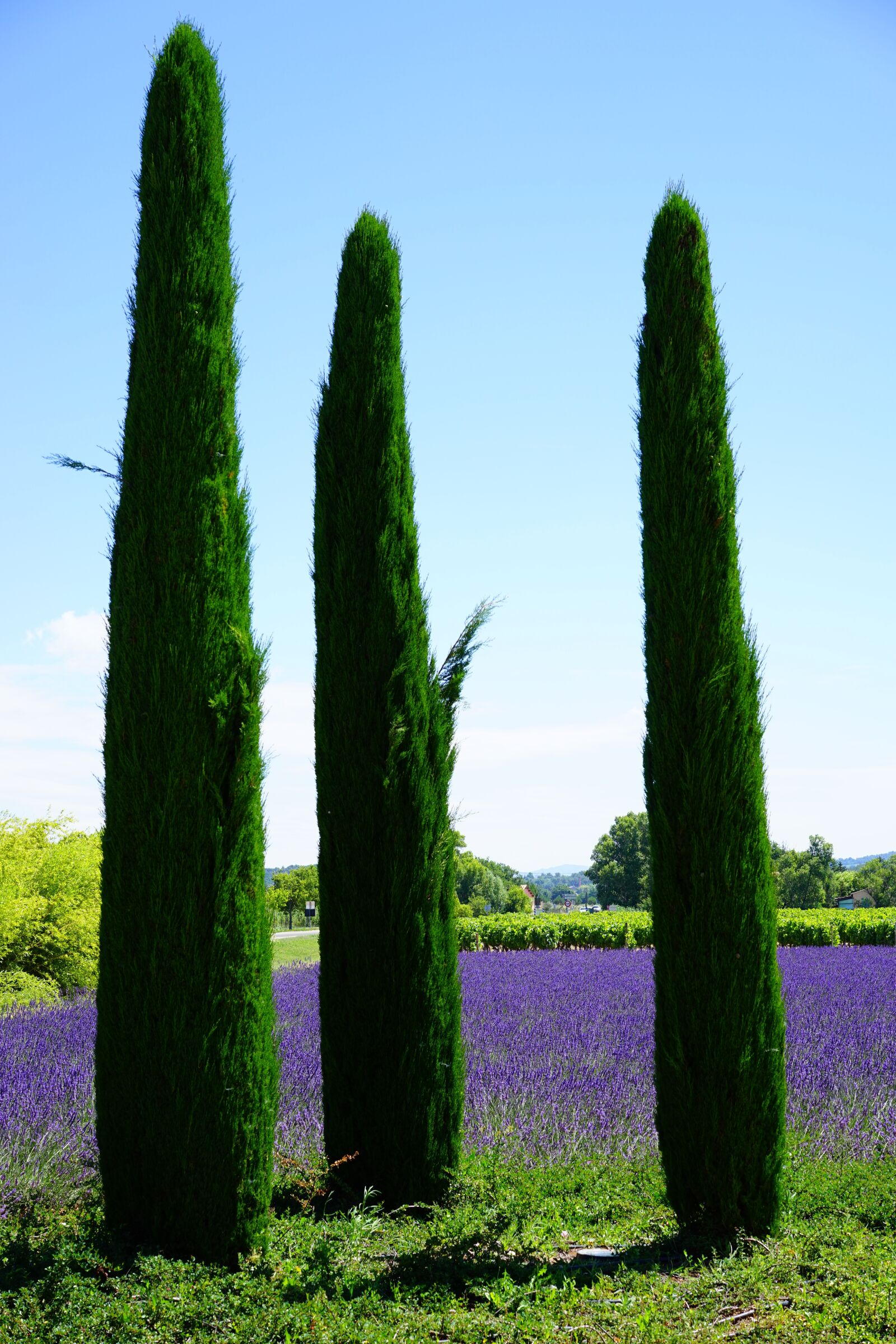 Sony a7 + Sony Sonnar T* FE 55mm F1.8 ZA sample photo. Cypress, lavender field, lavender photography
