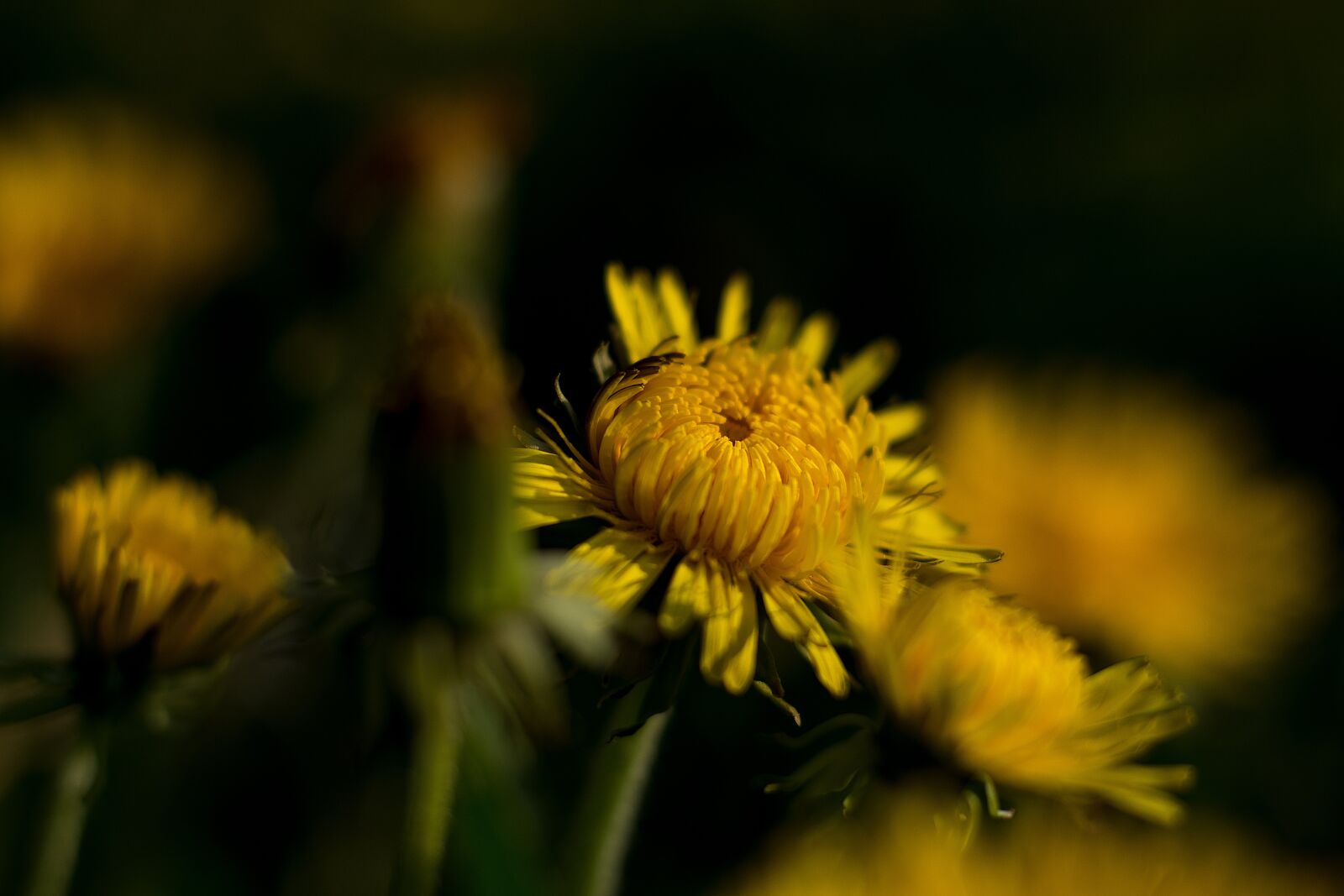 Nikon D7200 sample photo. Flower, yellow, dandelion photography