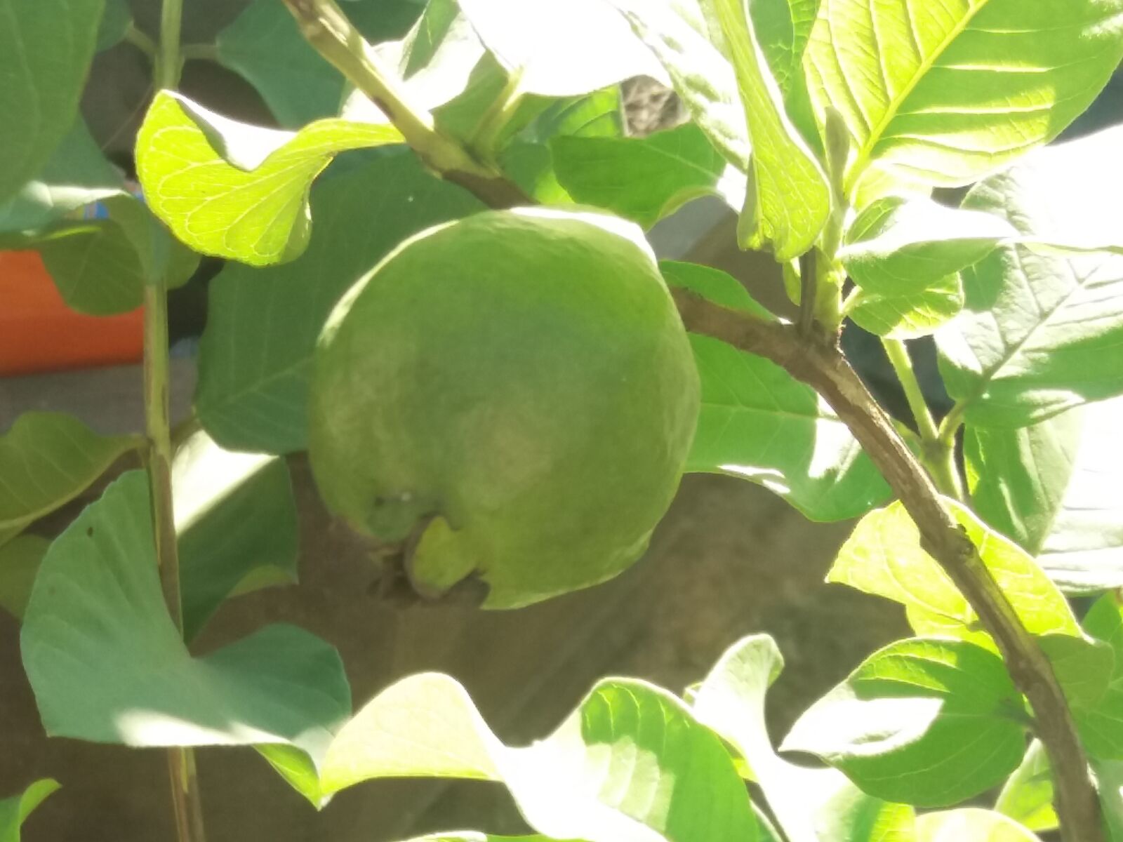 Samsung Galaxy J5 sample photo