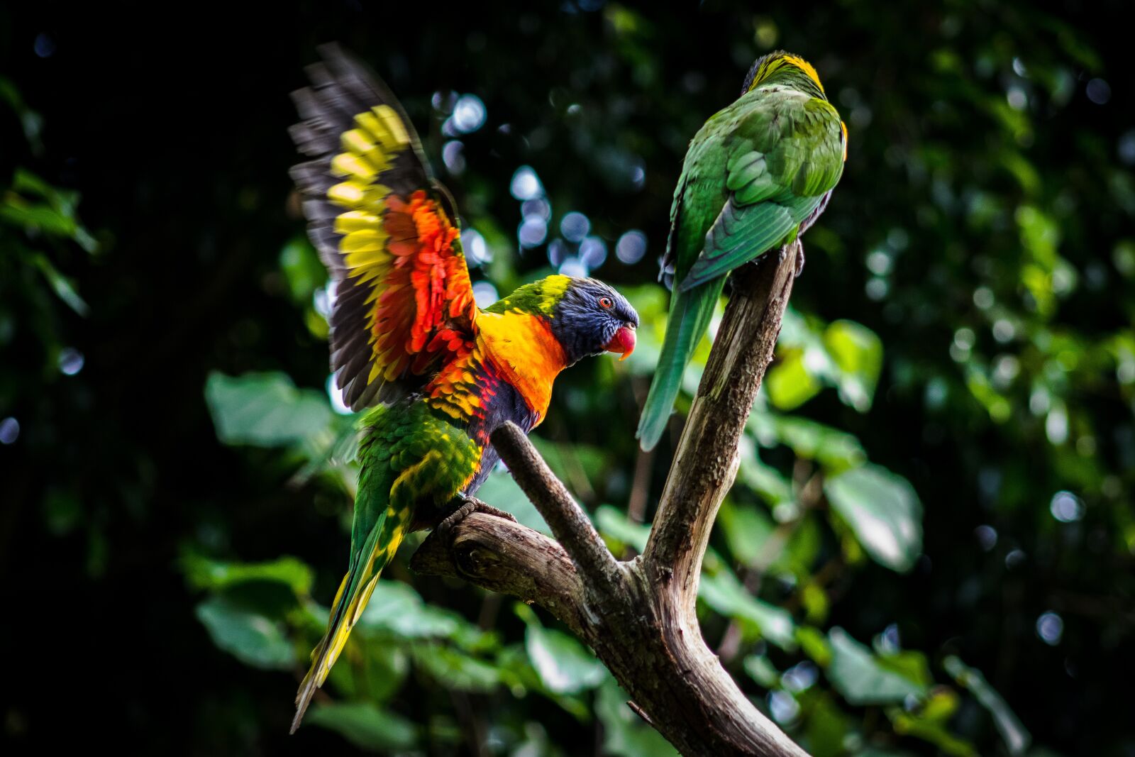 Canon EF75-300mm f/4-5.6 sample photo. Bird, nature, parrot photography