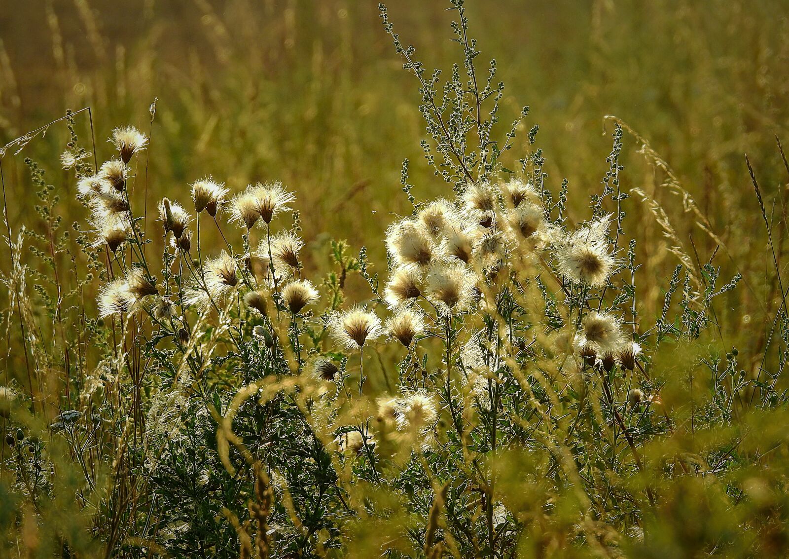 Nikon Coolpix P900 sample photo. Meadow, thistles, figure photography