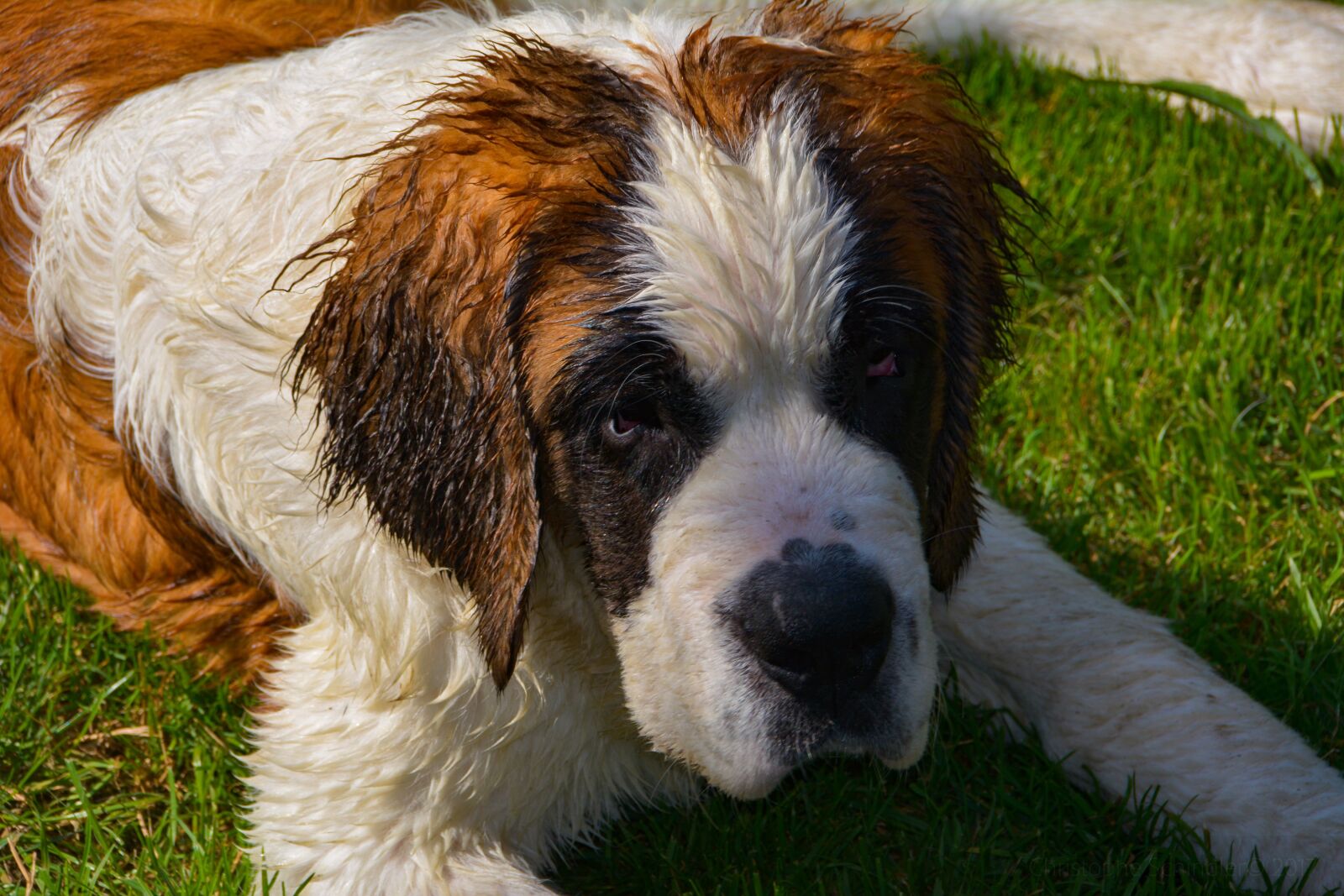 Nikon D7100 sample photo. Dog, saint-bernard, animals photography