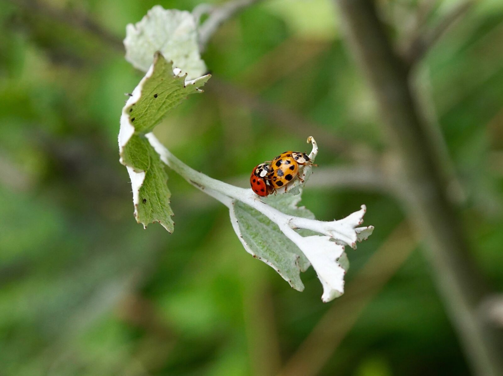Sony Vario-Sonnar T* DT 16-80mm F3.5-4.5 ZA sample photo. Beetle, lucky ladybug, ladybug photography