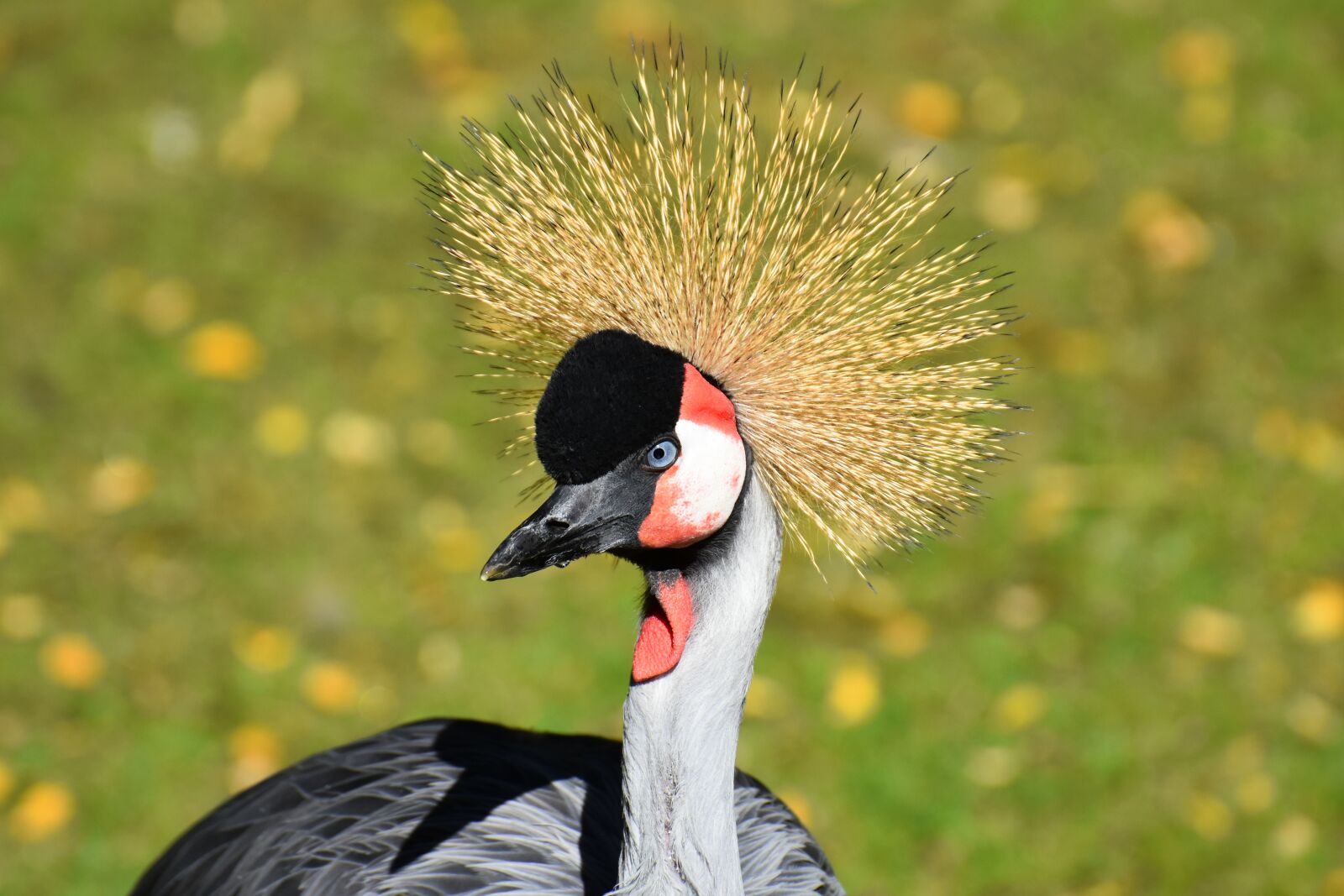 Nikon D7200 sample photo. Grey crowned crane, baleurica photography