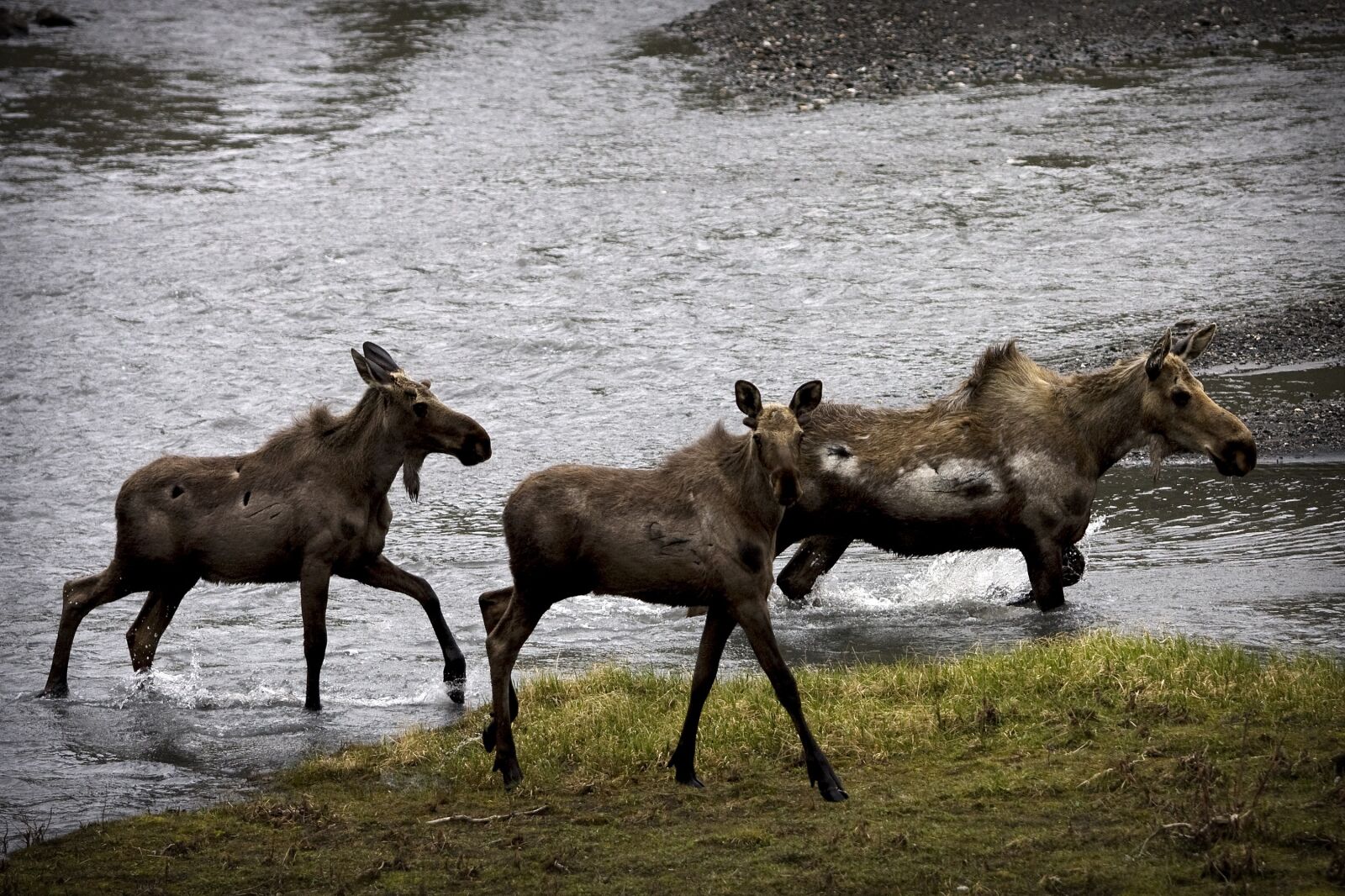 Canon EOS 40D sample photo. Moose, cows, calves photography