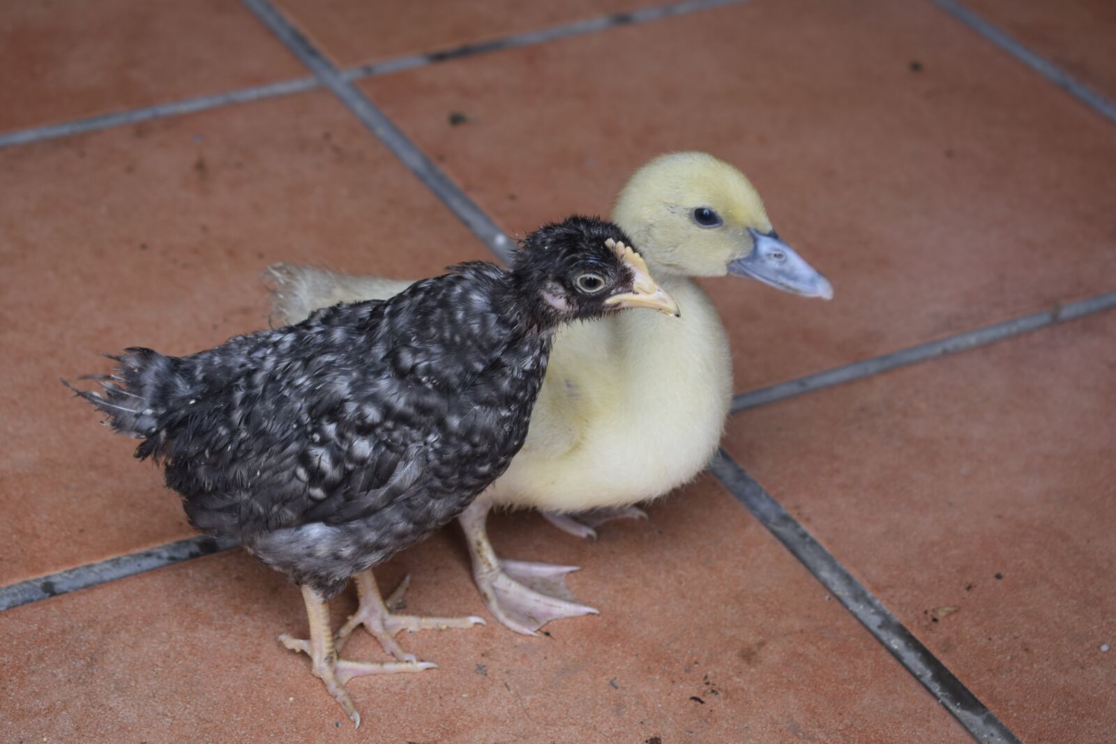 Nikon D3300 sample photo. Chick, farm, duck photography
