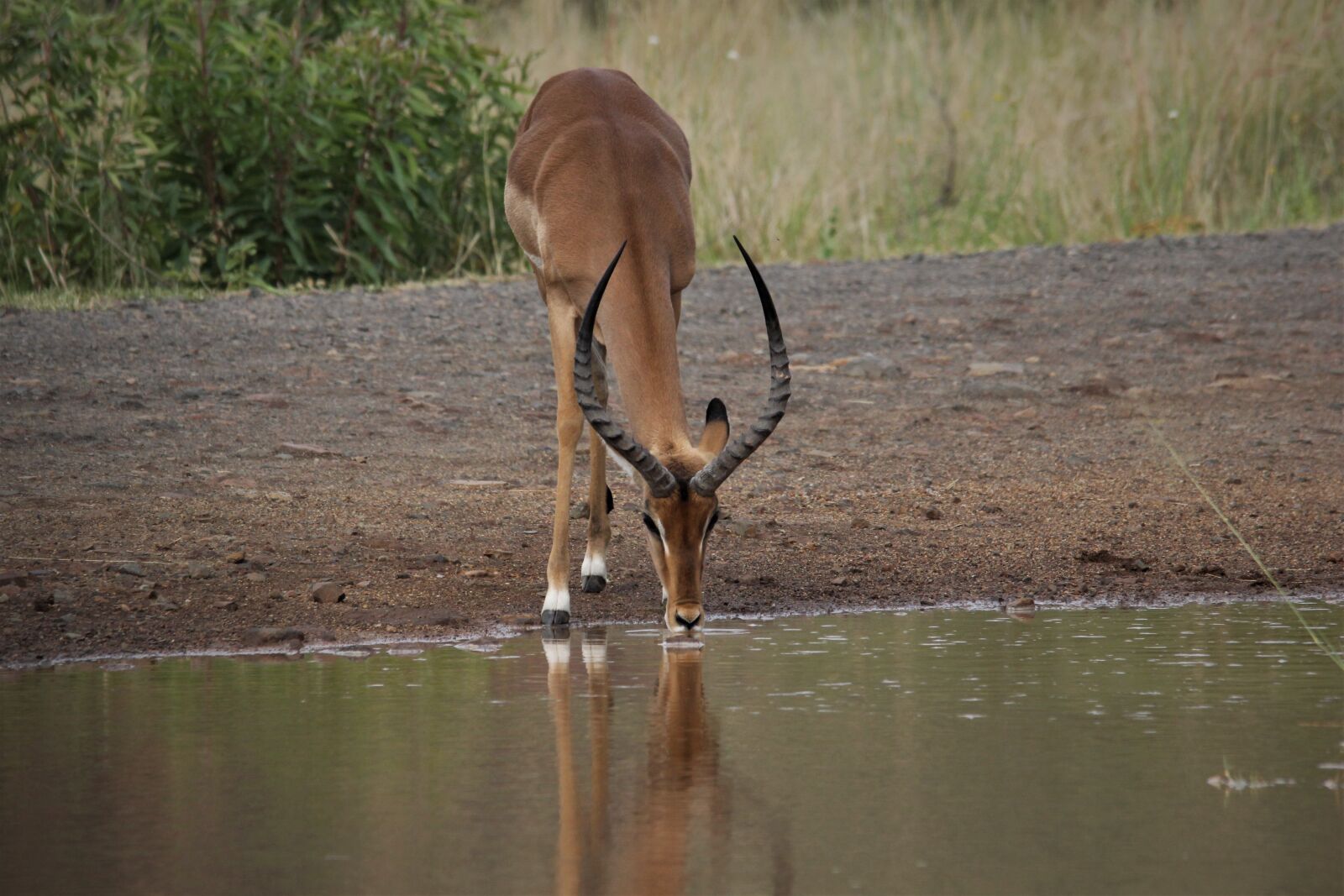Canon EOS 60D sample photo. Impala, red, ram photography
