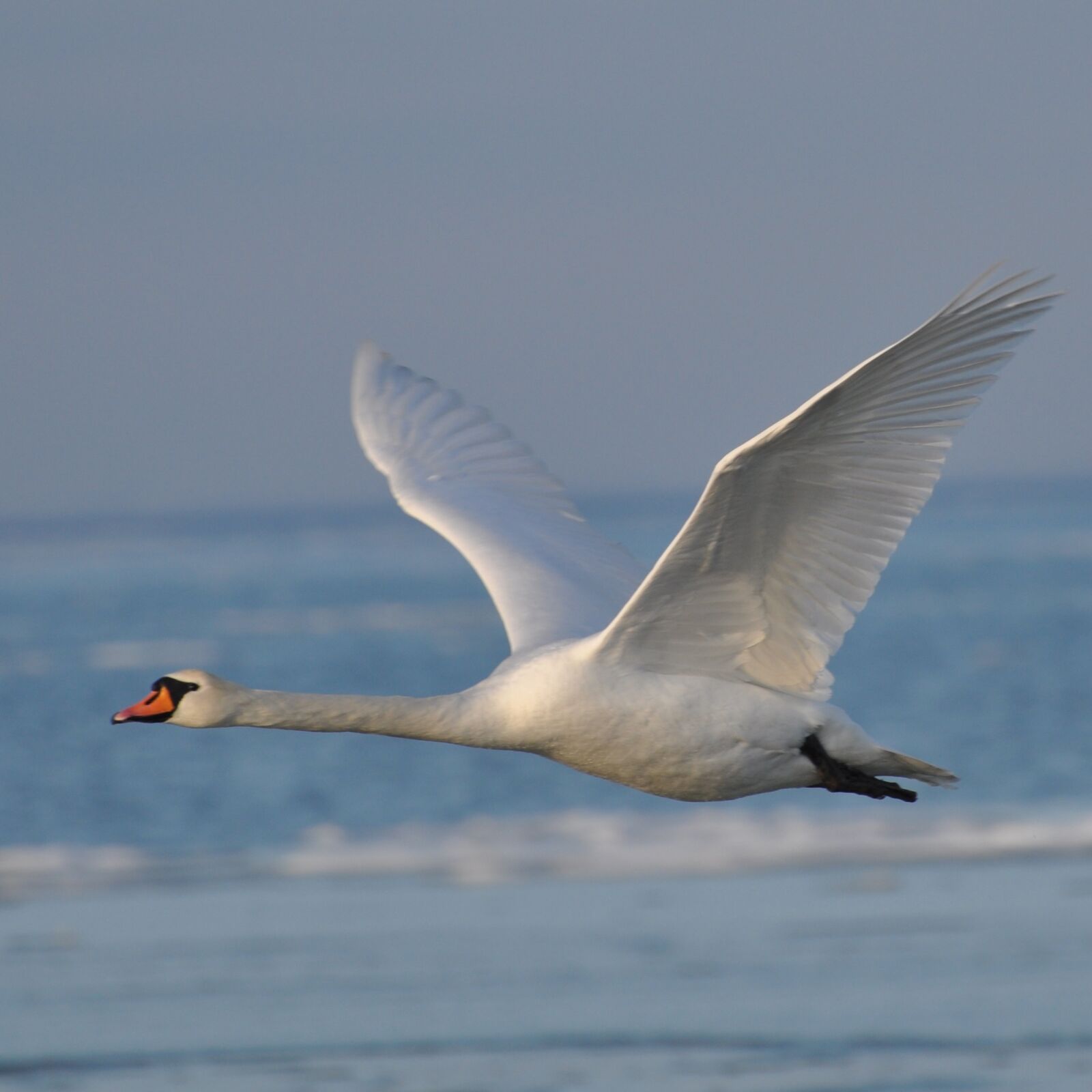 Nikon D90 sample photo. Swan, denmark, expensive photography