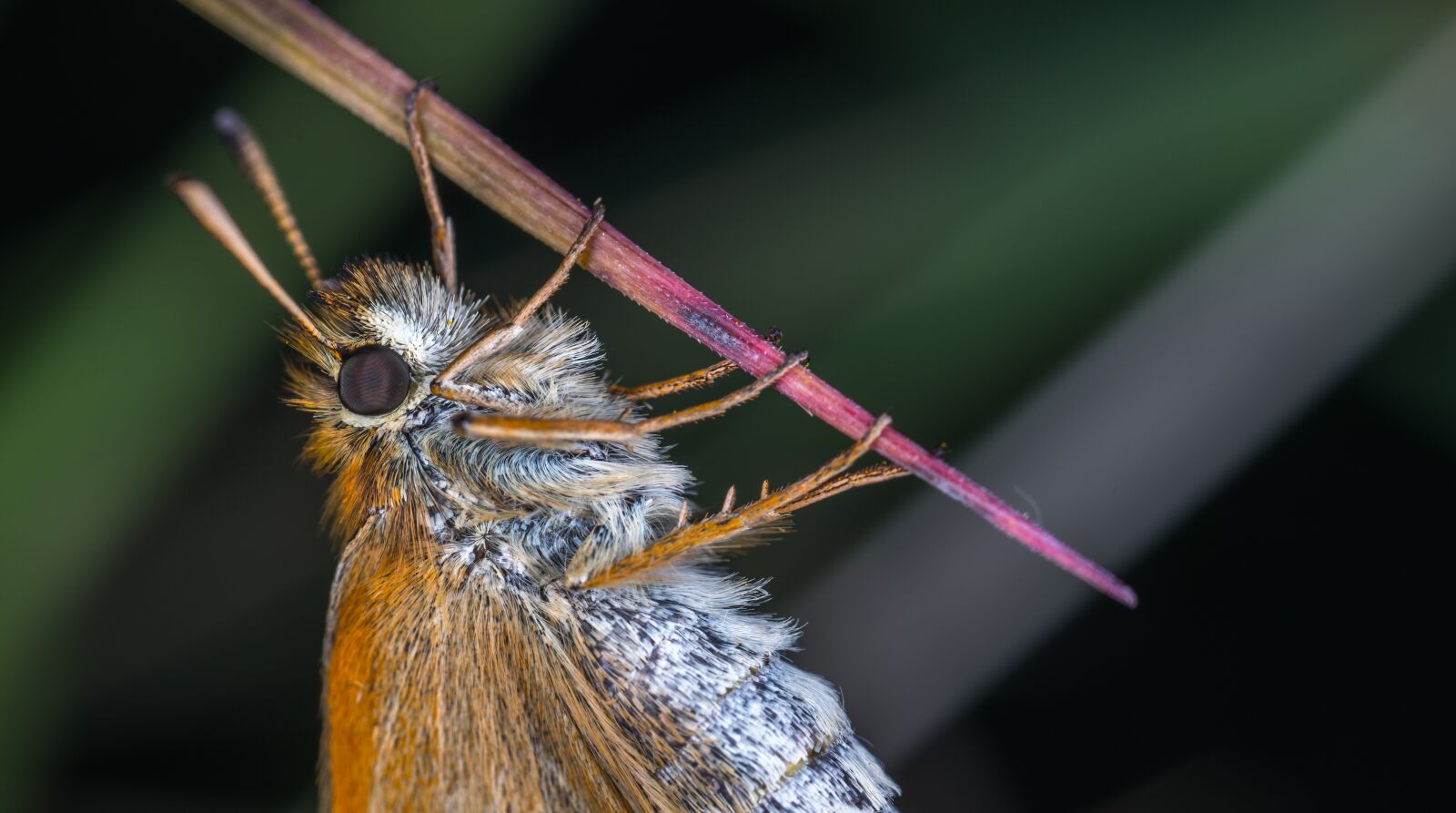 #124 65/2.8 sample photo. Insect, nature, living nature photography