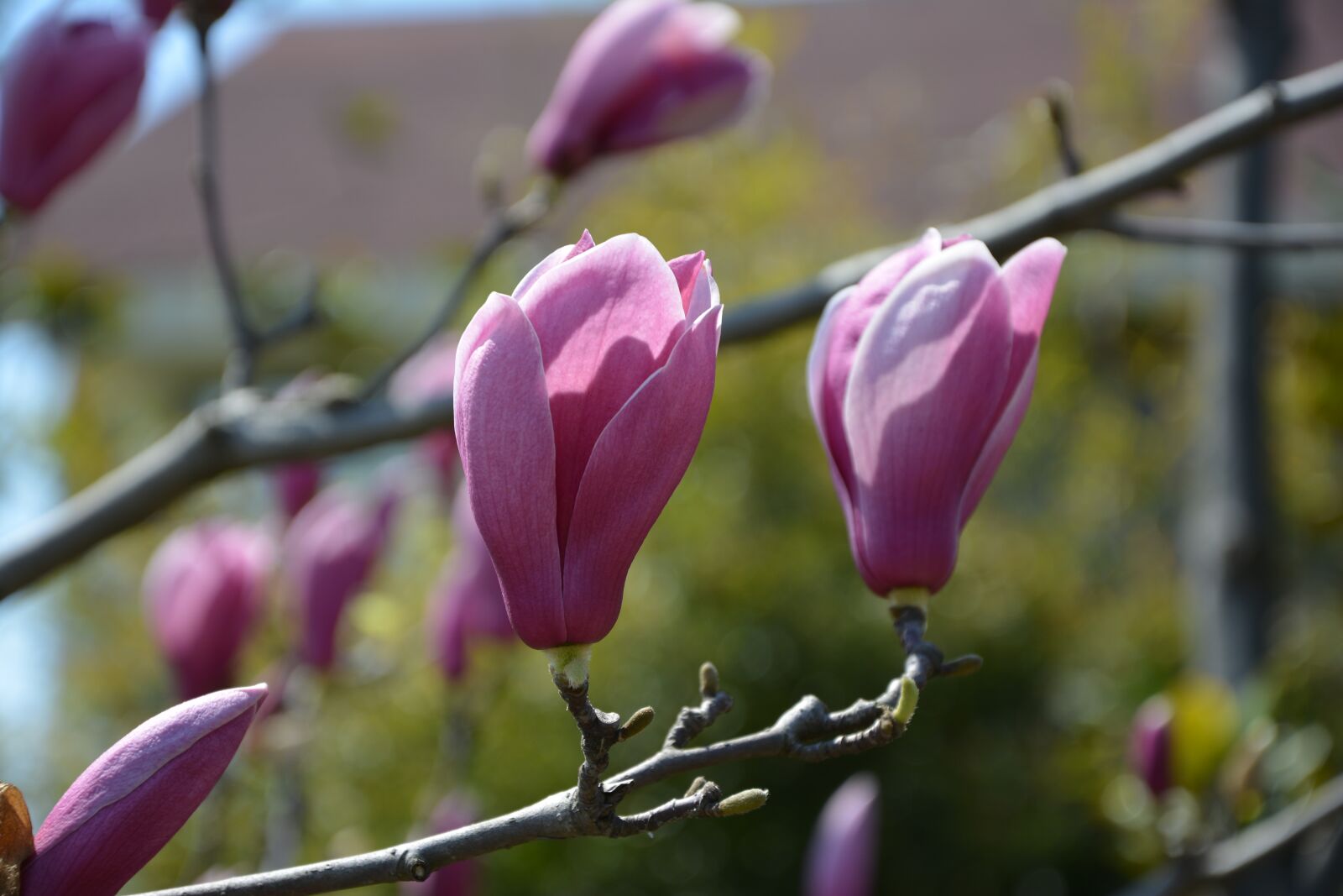Nikon D5200 sample photo. Magnolia flower, magnolia, flower photography