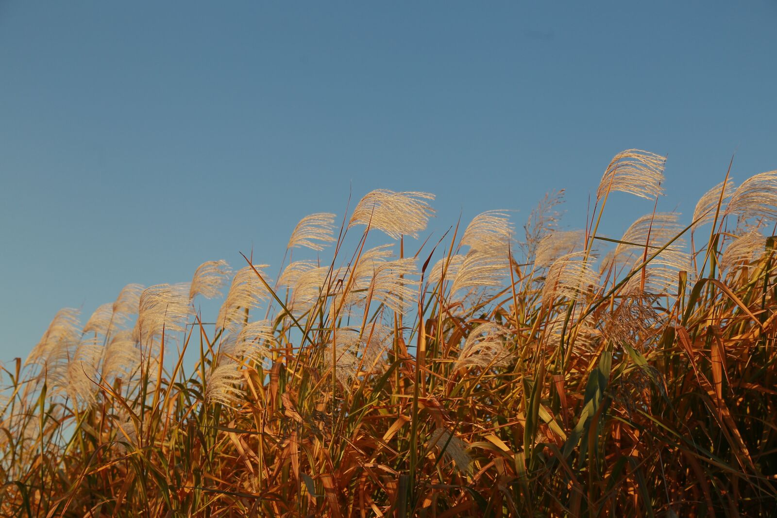 Canon EOS 6D + Canon EF 24-105mm F4L IS USM sample photo. Autumn, reed, silver grass photography