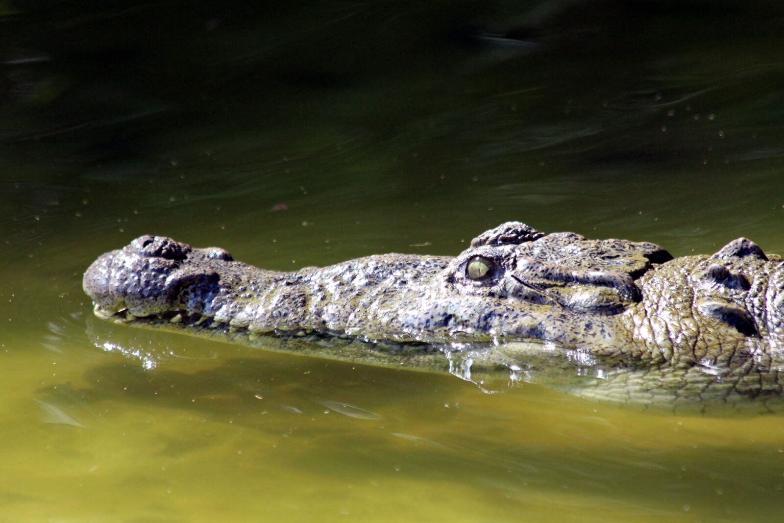 Canon EF 70-300mm F4-5.6 IS USM sample photo. Crocodile, body of water photography