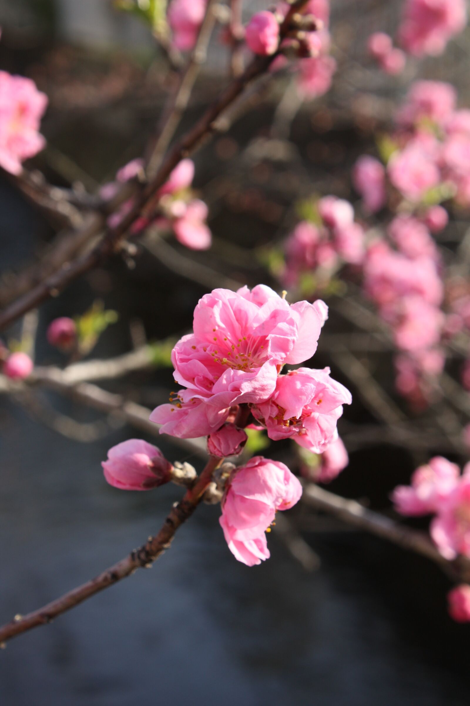 Canon EOS 450D (EOS Rebel XSi / EOS Kiss X2) sample photo. Peach blossoms, waterside photography