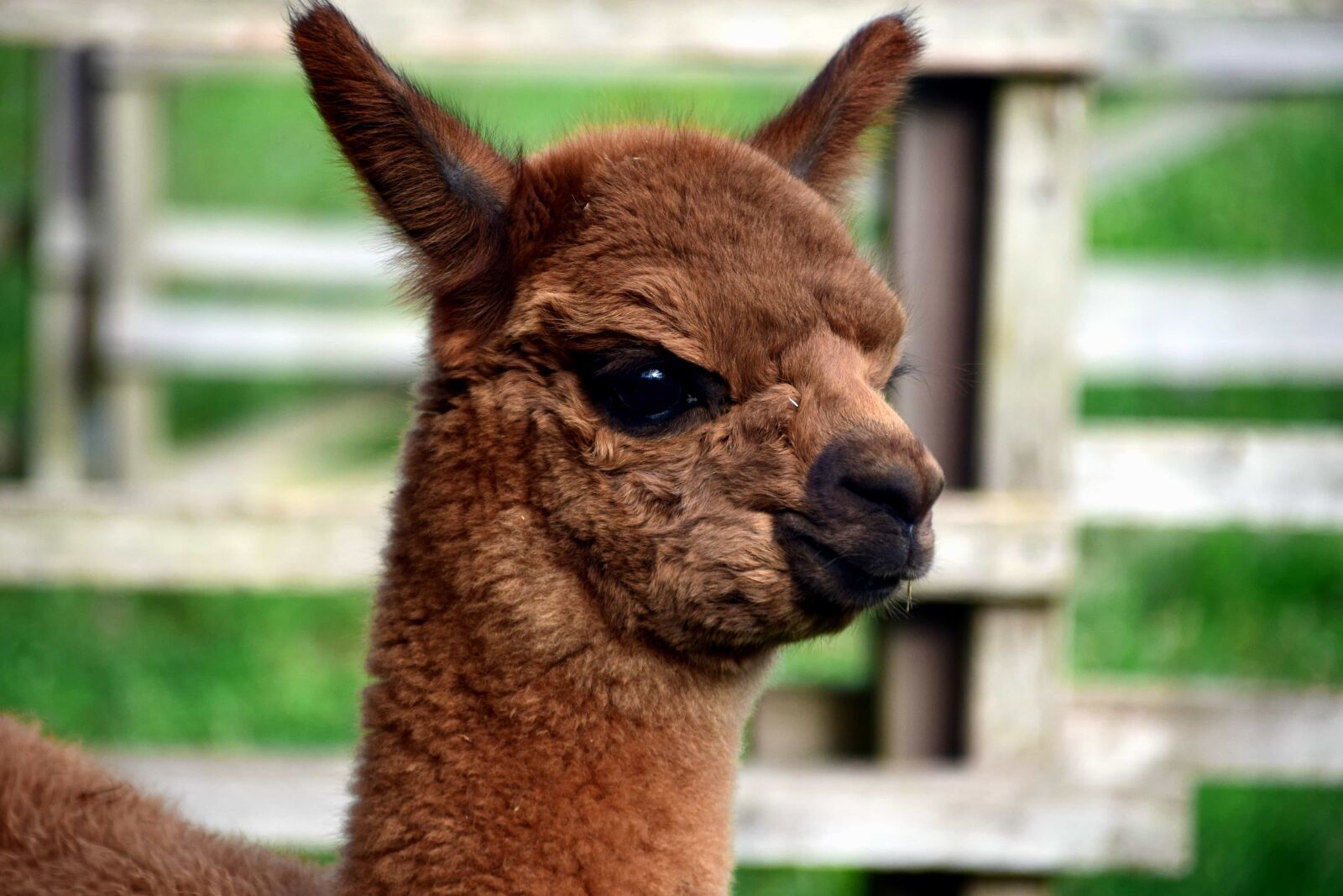 Nikon D3300 sample photo. Animal, cute, portrait, brown photography
