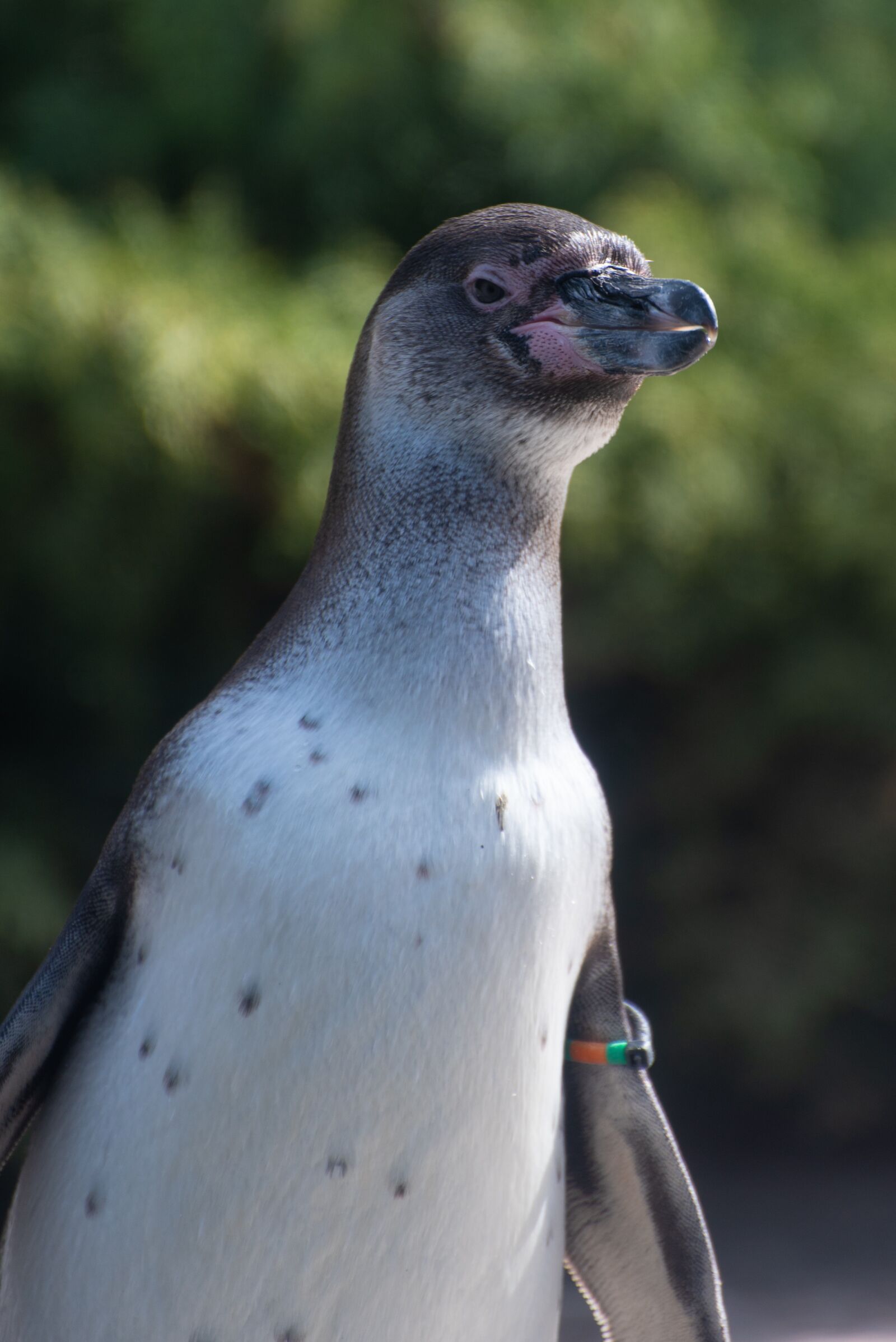Nikon D750 sample photo. Penguin, zoo, luxembourg photography