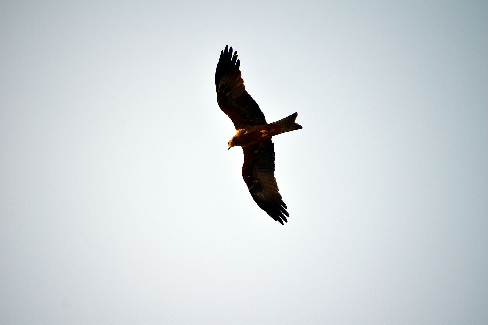 Nikon D5600 sample photo. Black kite, raptor, flying photography