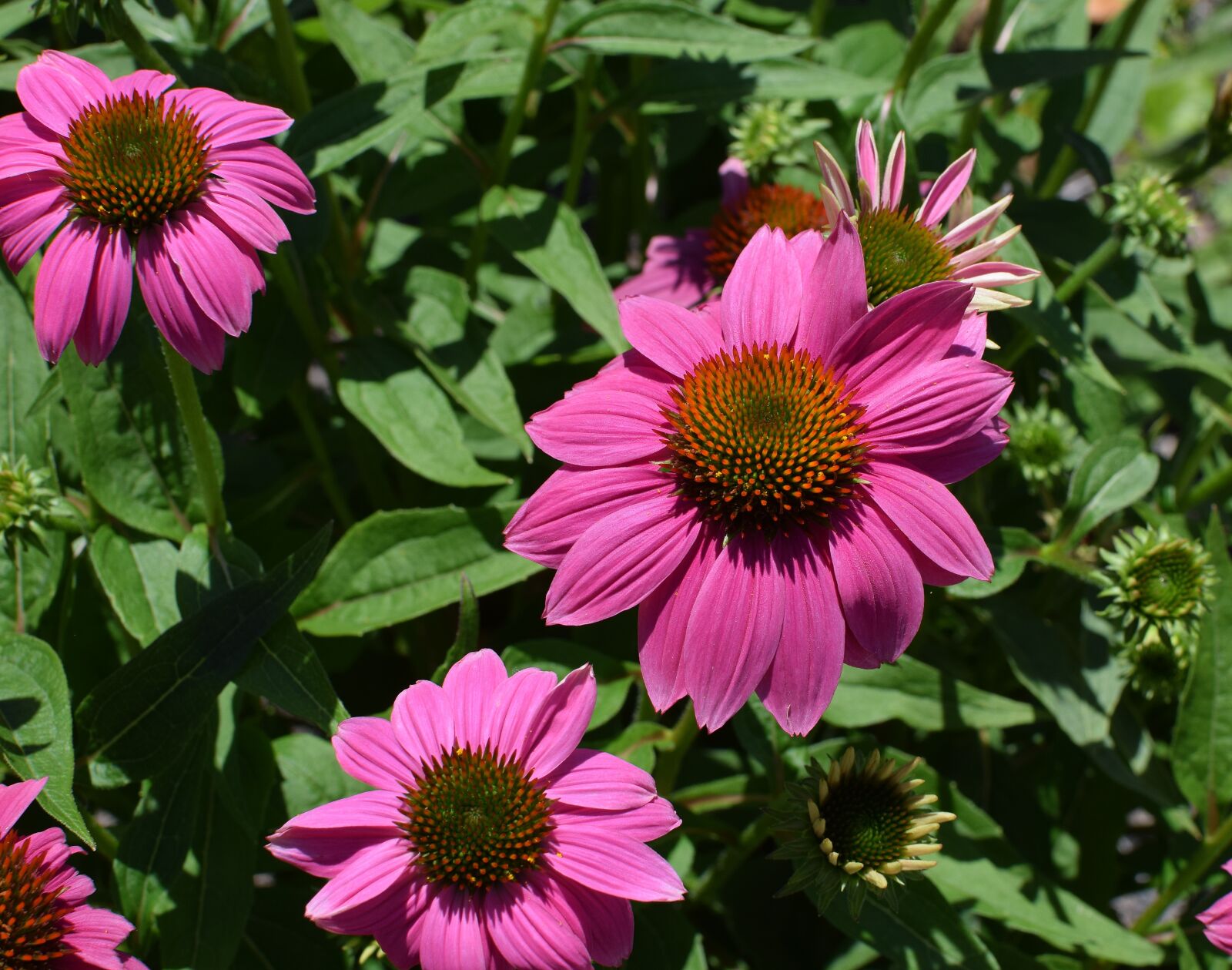 Nikon D3300 sample photo. Pink echinacea, echinacea, cone photography