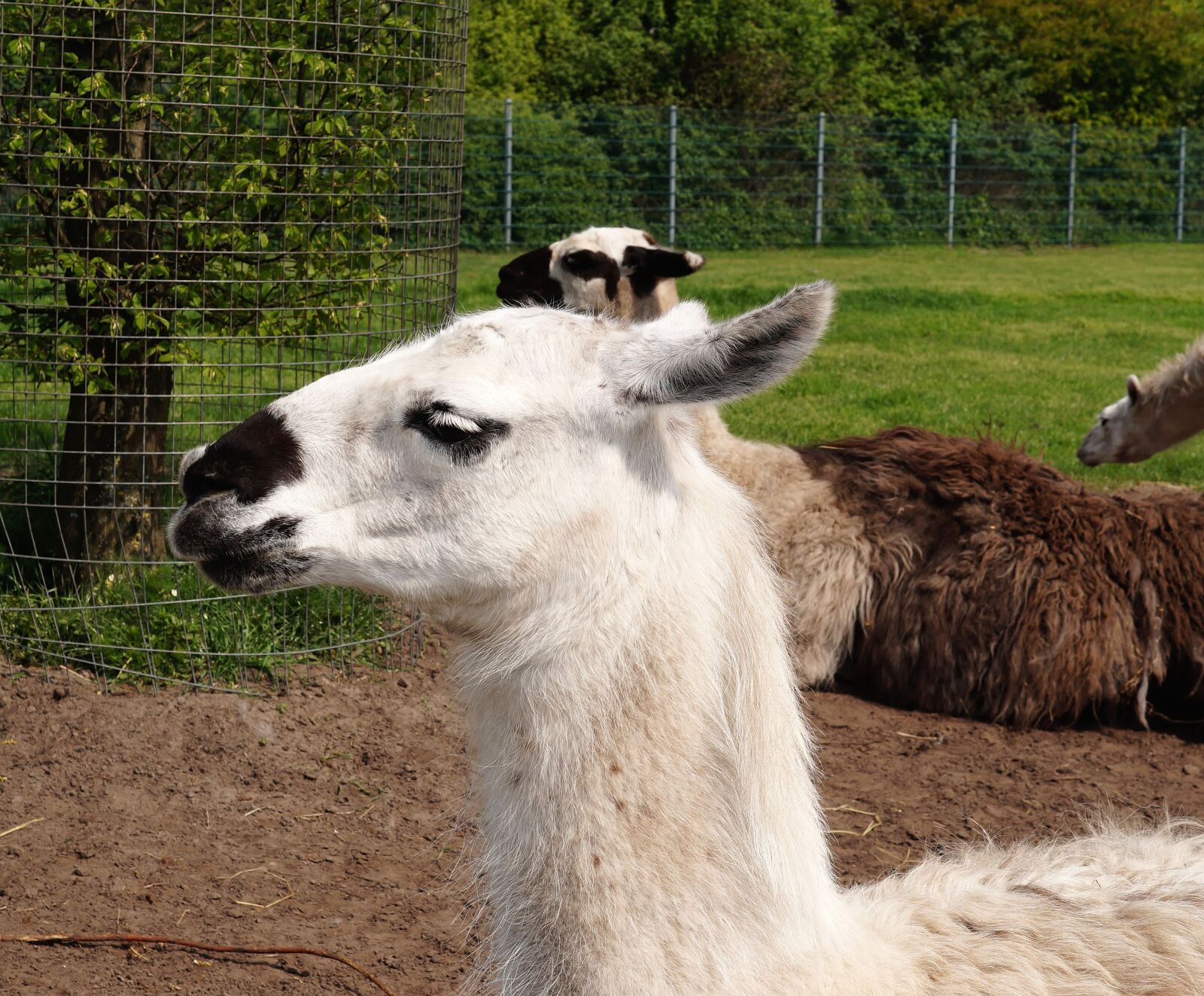 Sony SLT-A58 + Sony DT 35mm F1.8 SAM sample photo. Lama, animal, head photography