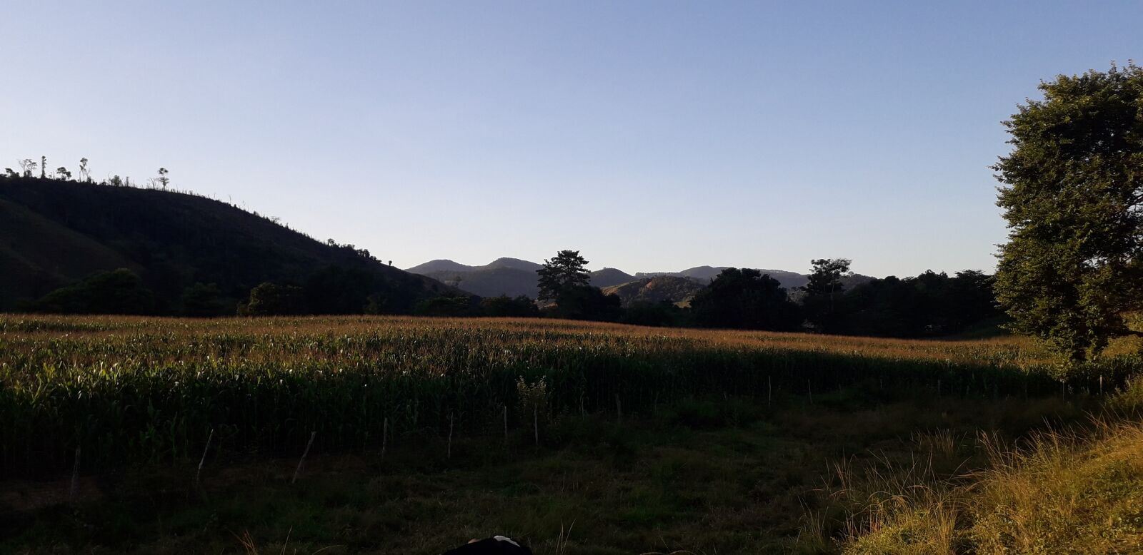Samsung Galaxy J6 sample photo. Plantation, sky, agriculture photography