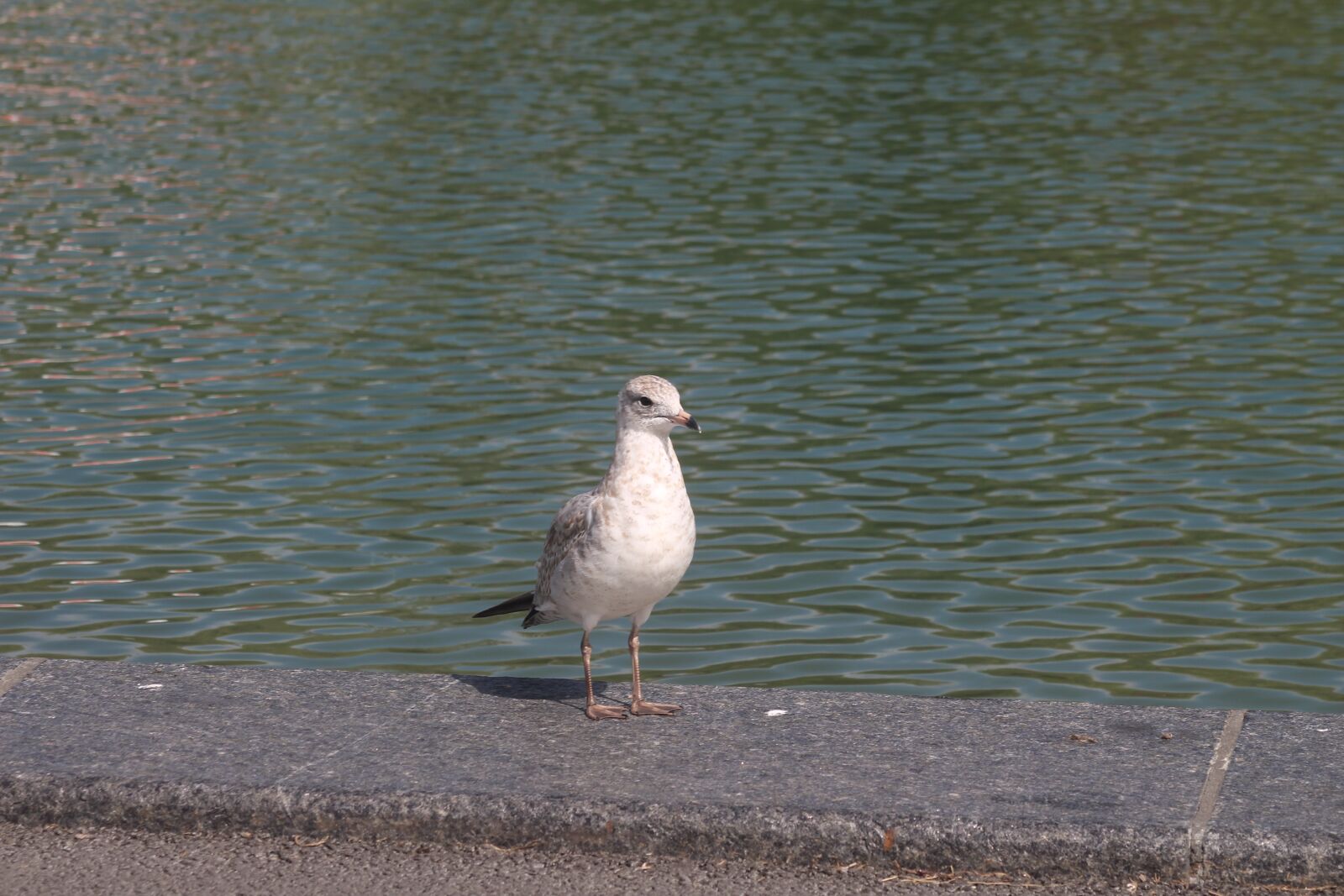 Canon EOS 1200D (EOS Rebel T5 / EOS Kiss X70 / EOS Hi) sample photo. Pigeon, lake, animal photography