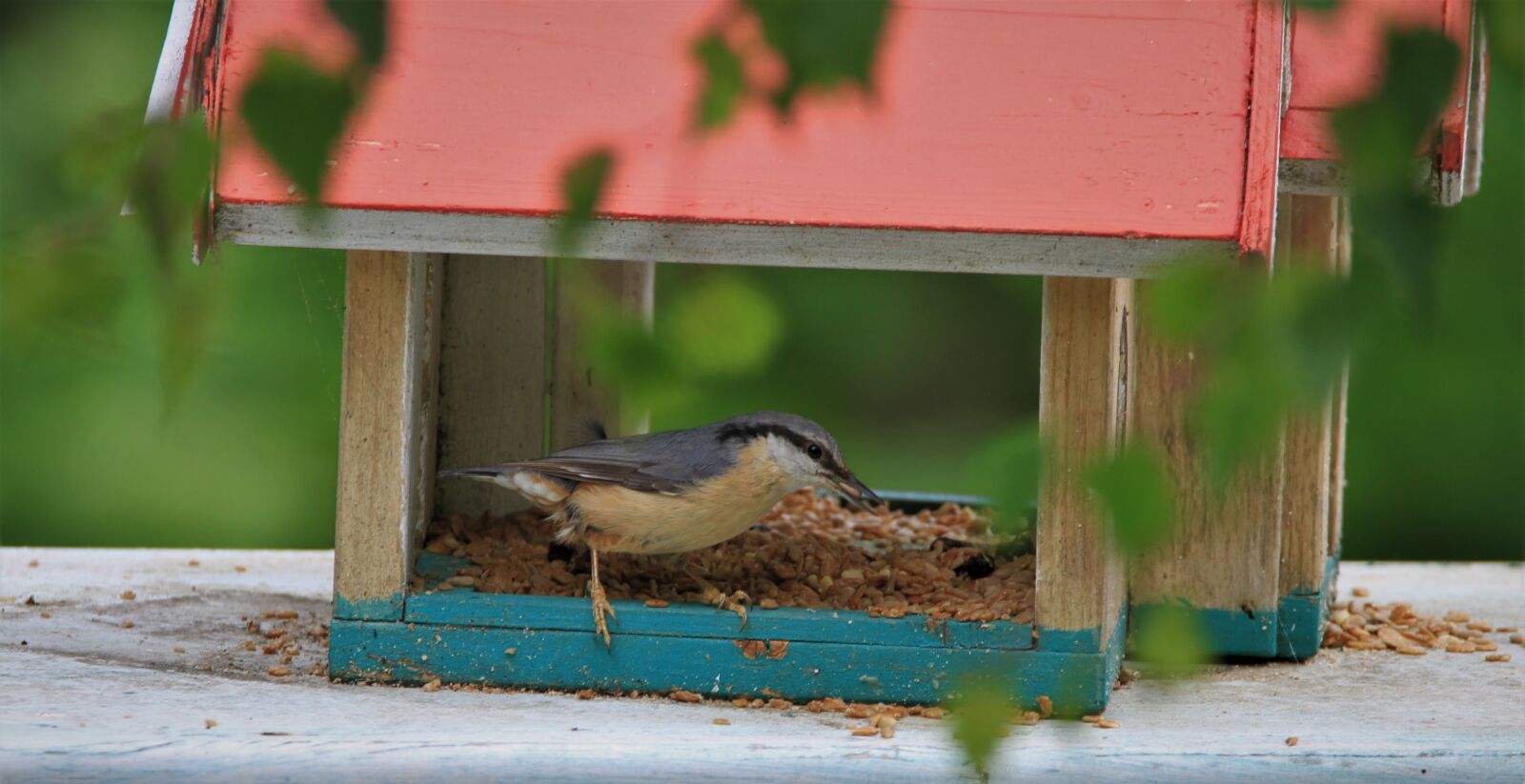 Tamron SP 150-600mm F5-6.3 Di VC USD sample photo. Kleiber, songbird, bird photography