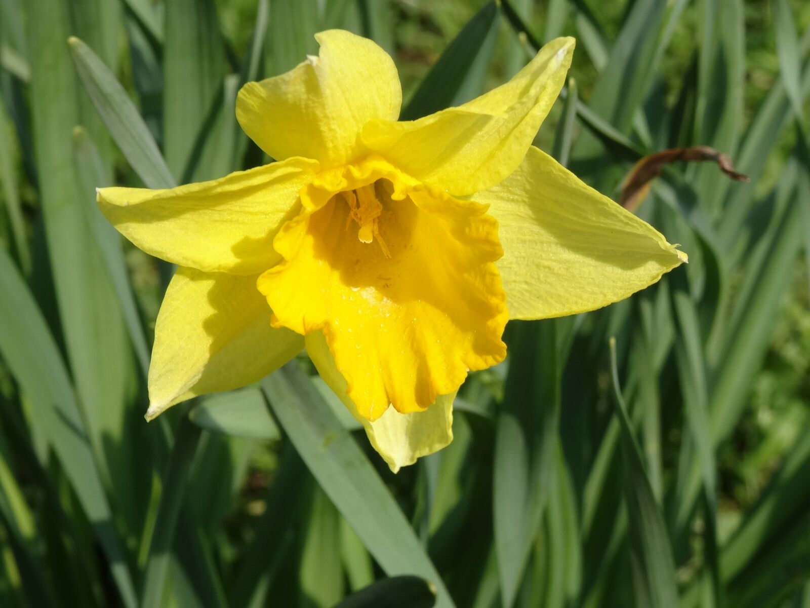 Sony Cyber-shot DSC-HX50V sample photo. Flower, daffodil, spring photography