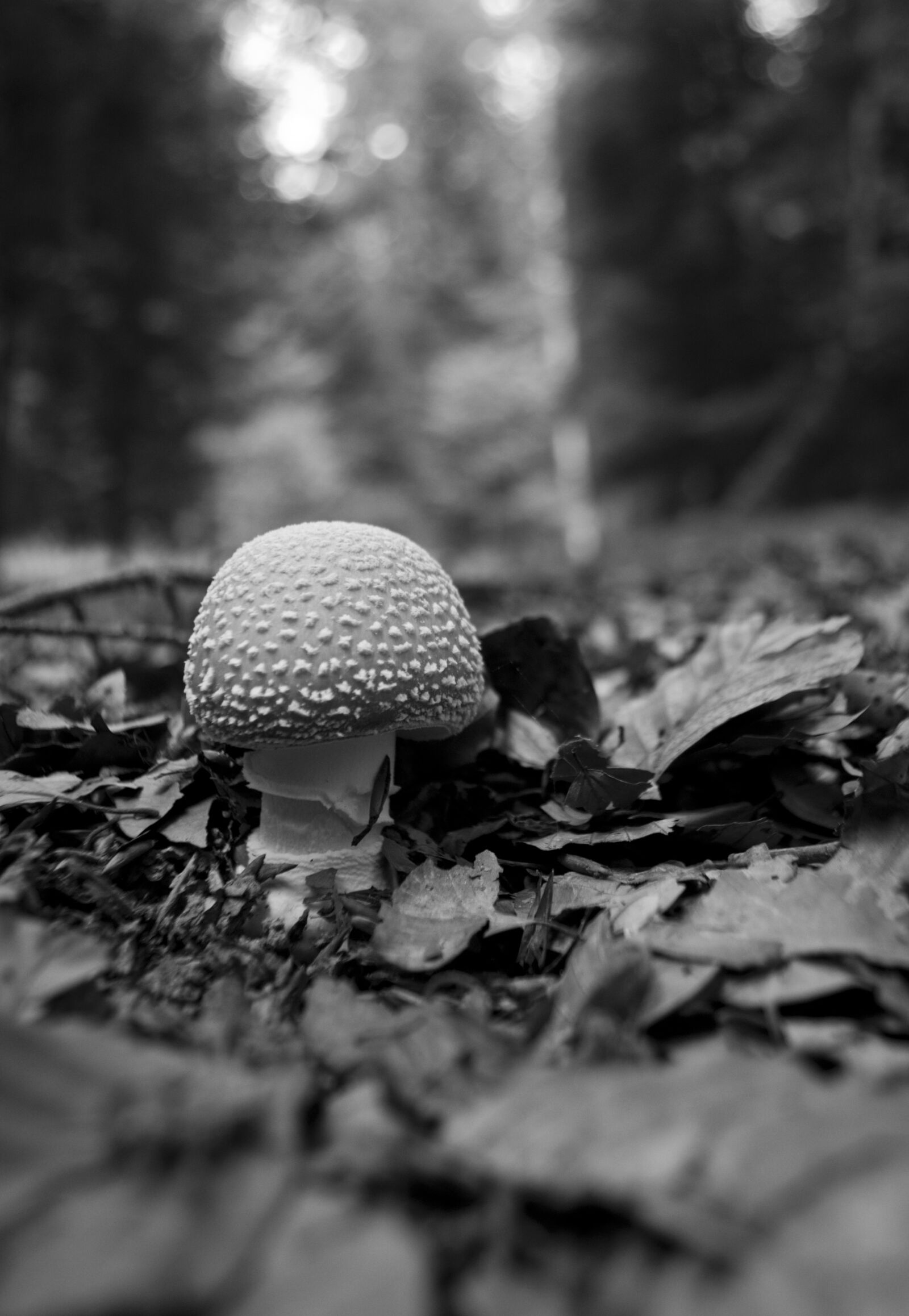 Nikon D90 sample photo. Forest, mushroom, fungus photography
