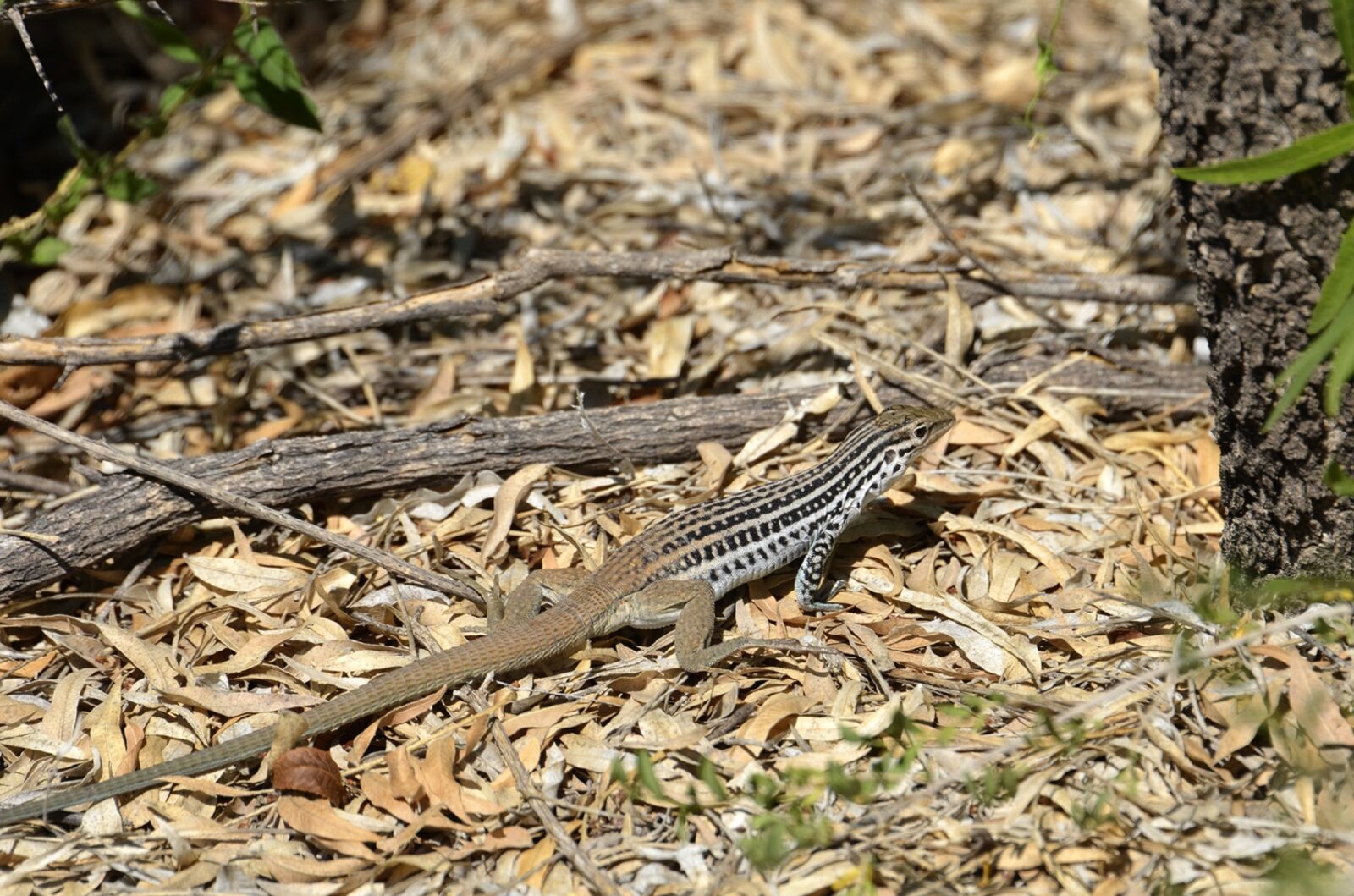 Nikon D5100 sample photo. Spotted whiptail lizard, reptile photography