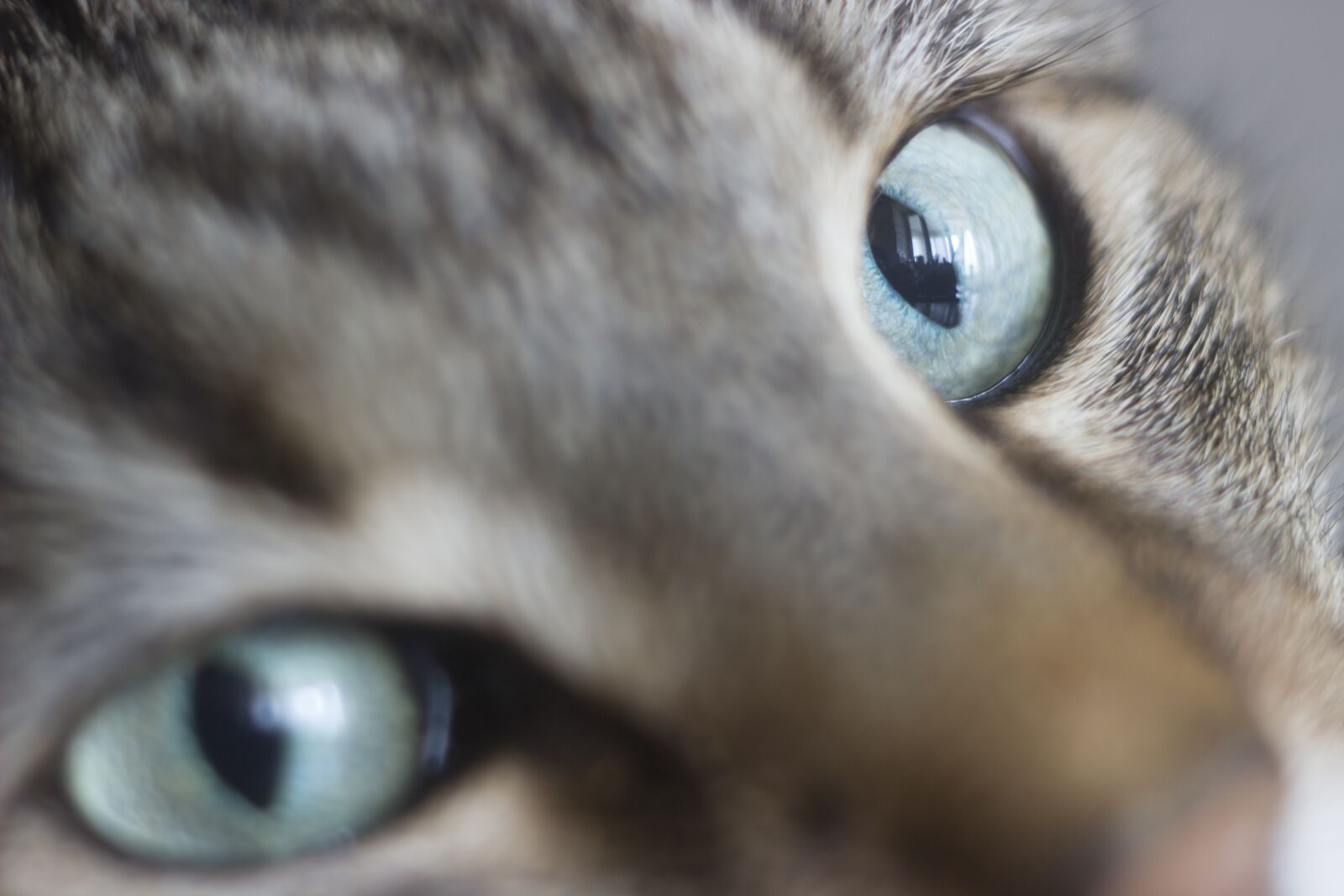 Canon EOS 600D (Rebel EOS T3i / EOS Kiss X5) sample photo. Cat, eye, pets photography