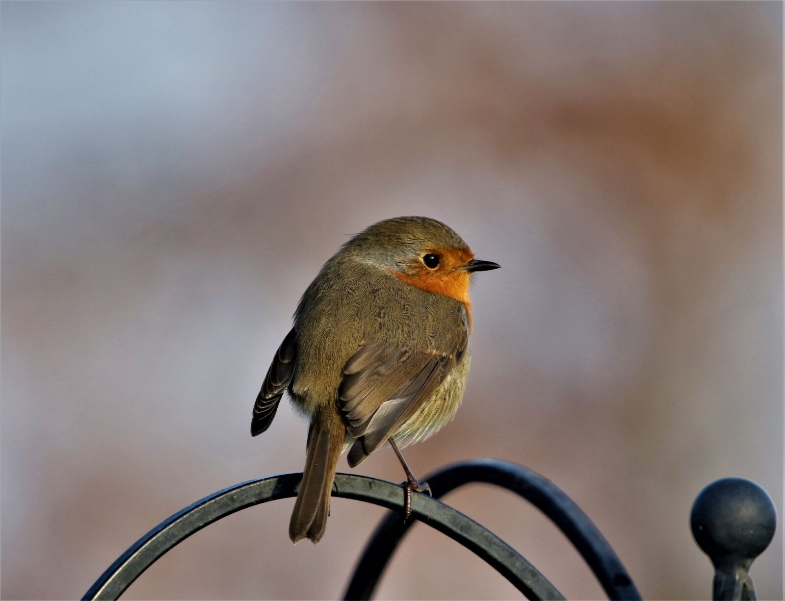 150-600mm F5-6.3 DG OS HSM | Contemporary 015 sample photo. Robin redbreast, robin, feathers photography