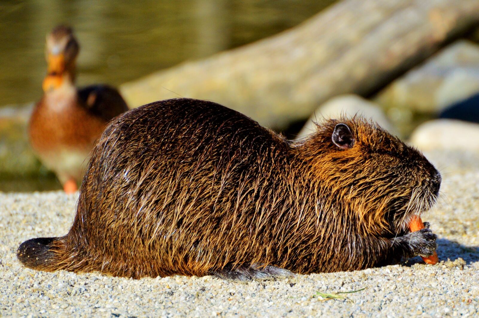 Nikon D3200 sample photo. Nutria, rodent, water rat photography