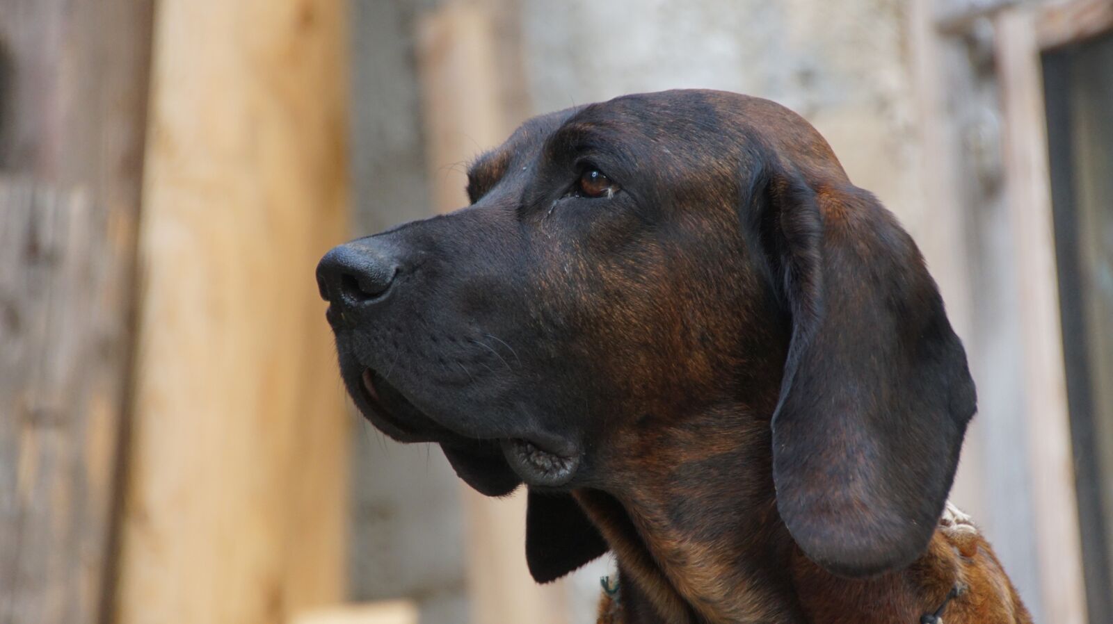 DT 18-270mm F3.5-6.3 SSM sample photo. Hanoverian bloodhound, dogs, breeding photography