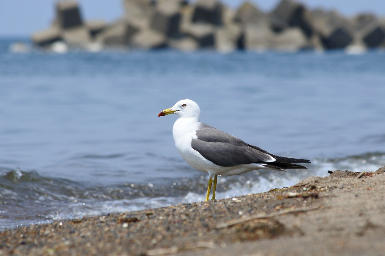 Nikon 1 J5 + VR 55-200mm f/4-5.6G sample photo. Animal, sea, beach photography