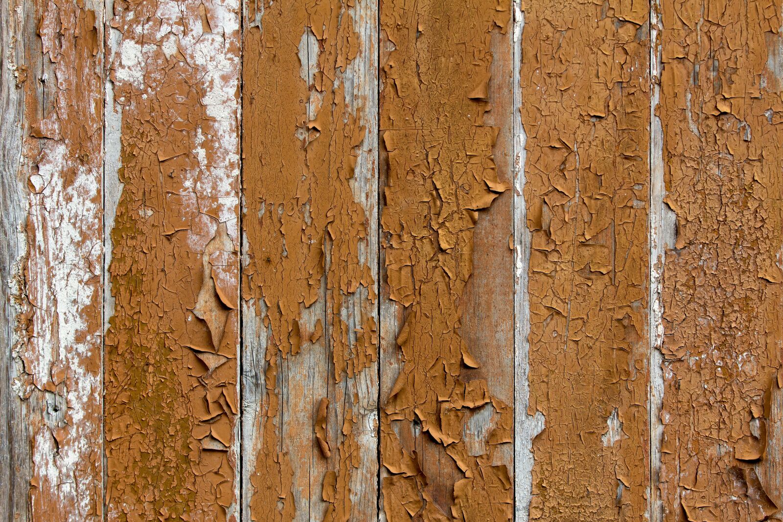 Canon EOS 60D sample photo. Texture, tree, background photography