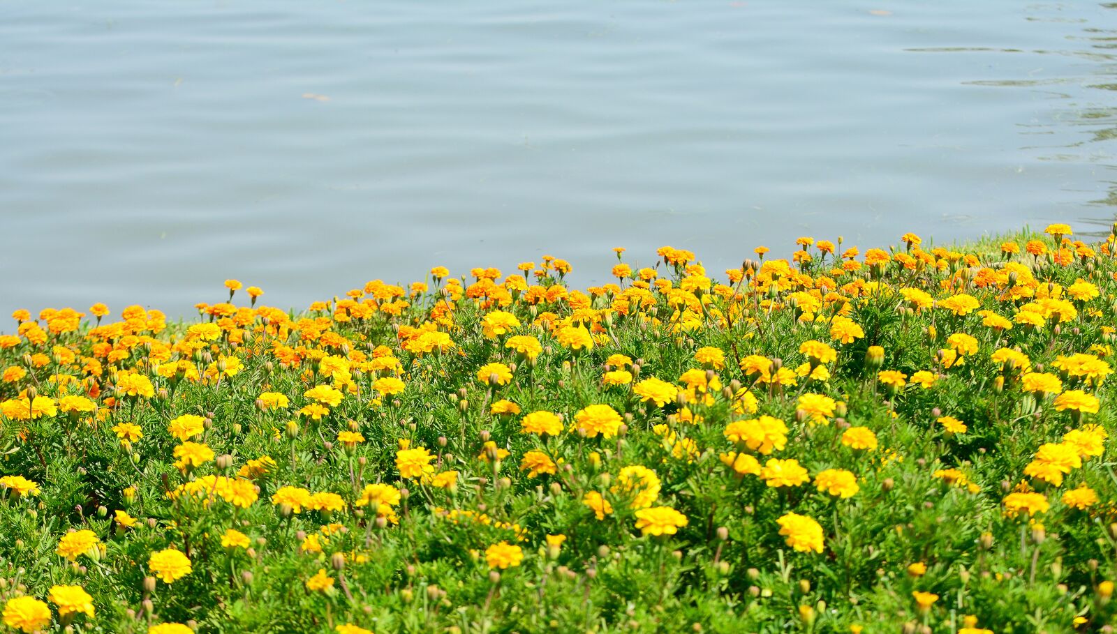 Nikon D5200 sample photo. Flower, garden, nature photography
