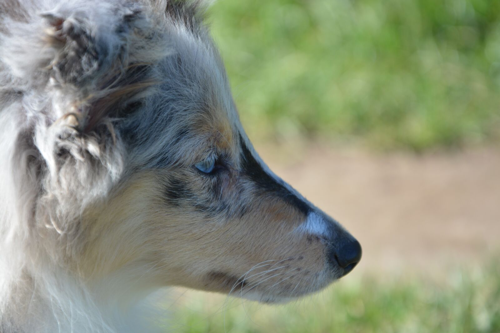 Nikon D5200 sample photo. Puppy, dog, head profile photography