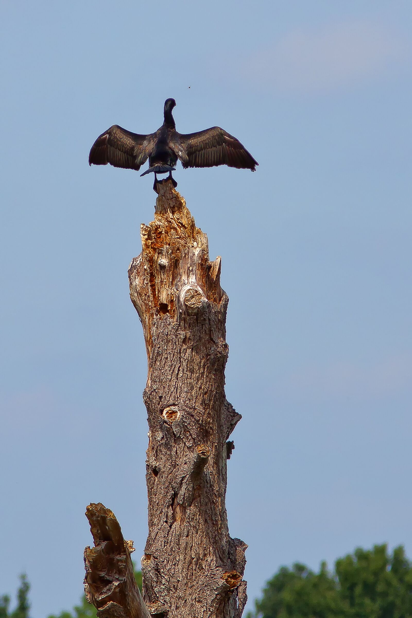 Canon EOS 50D sample photo. Cormorant, bird, large photography