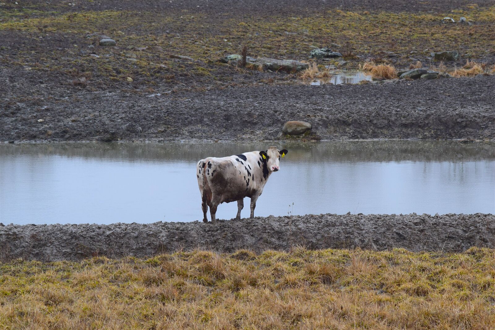 Nikon D3300 sample photo. Cow, water, farm photography