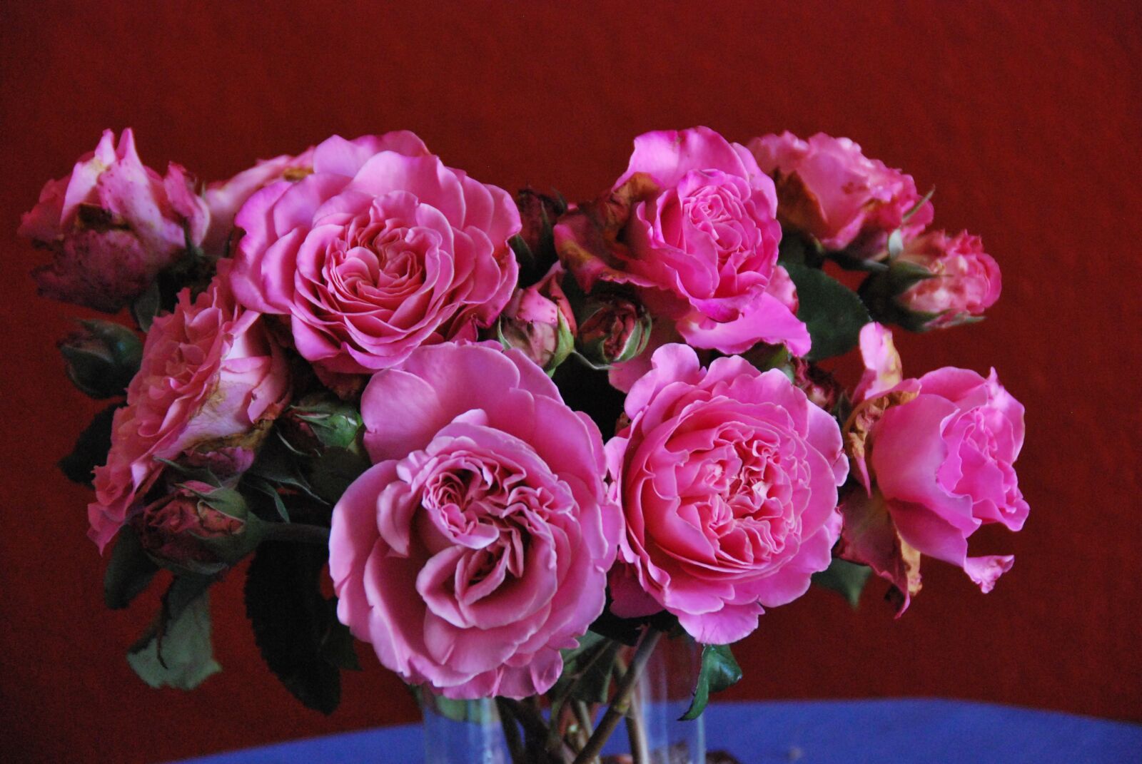 Nikon D60 sample photo. Nature, flowers, roses photography