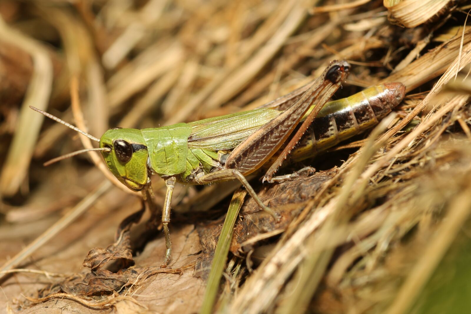 Canon EOS 60D sample photo. Grasshopper, camouflage, green photography