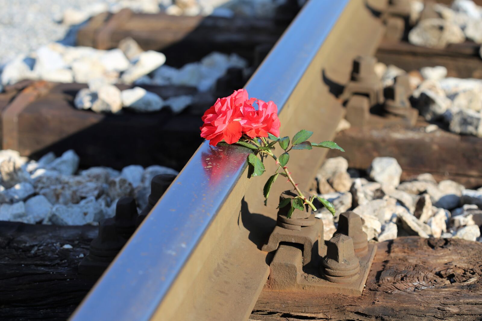 Canon EOS 6D + Canon EF 100mm F2.8 Macro USM sample photo. Red roses on railway photography