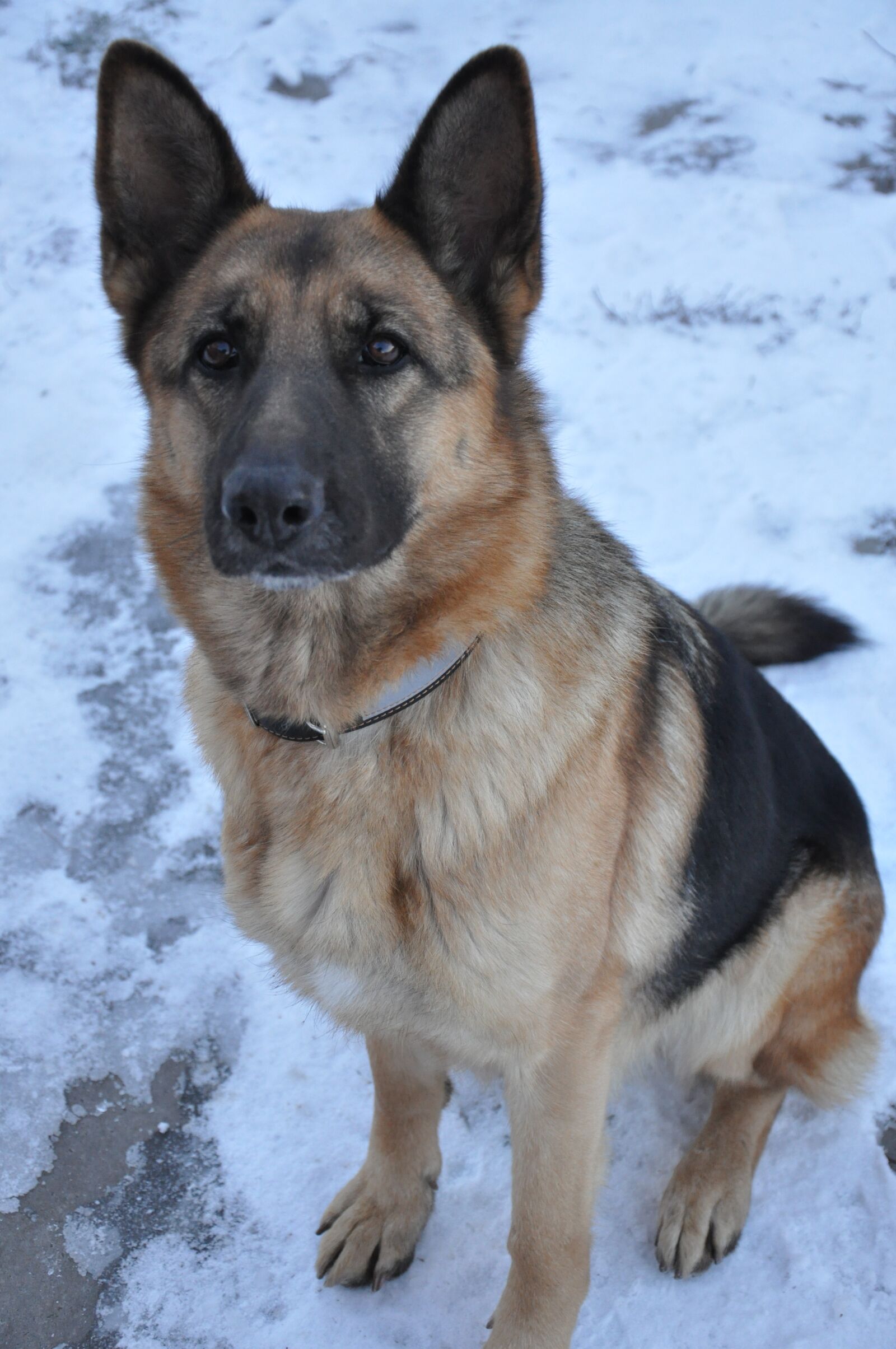Nikon D90 sample photo. Dog, comfort, heat photography