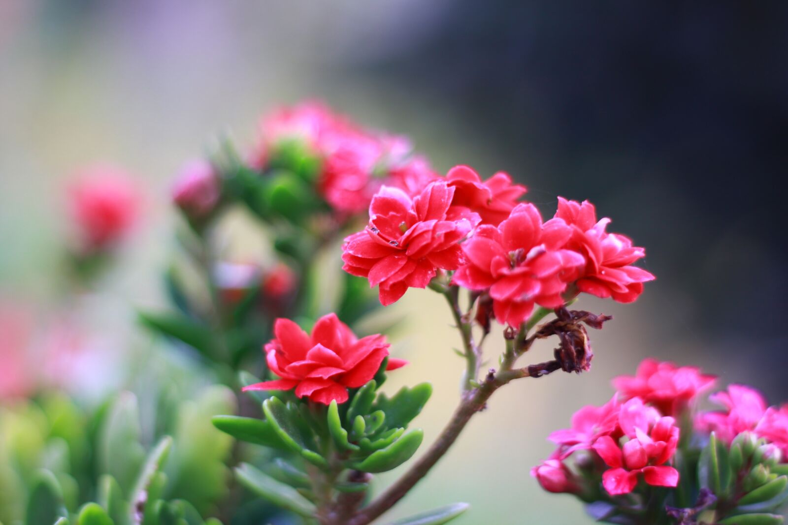 Canon EOS 50D sample photo. Flower, pink, lovely photography