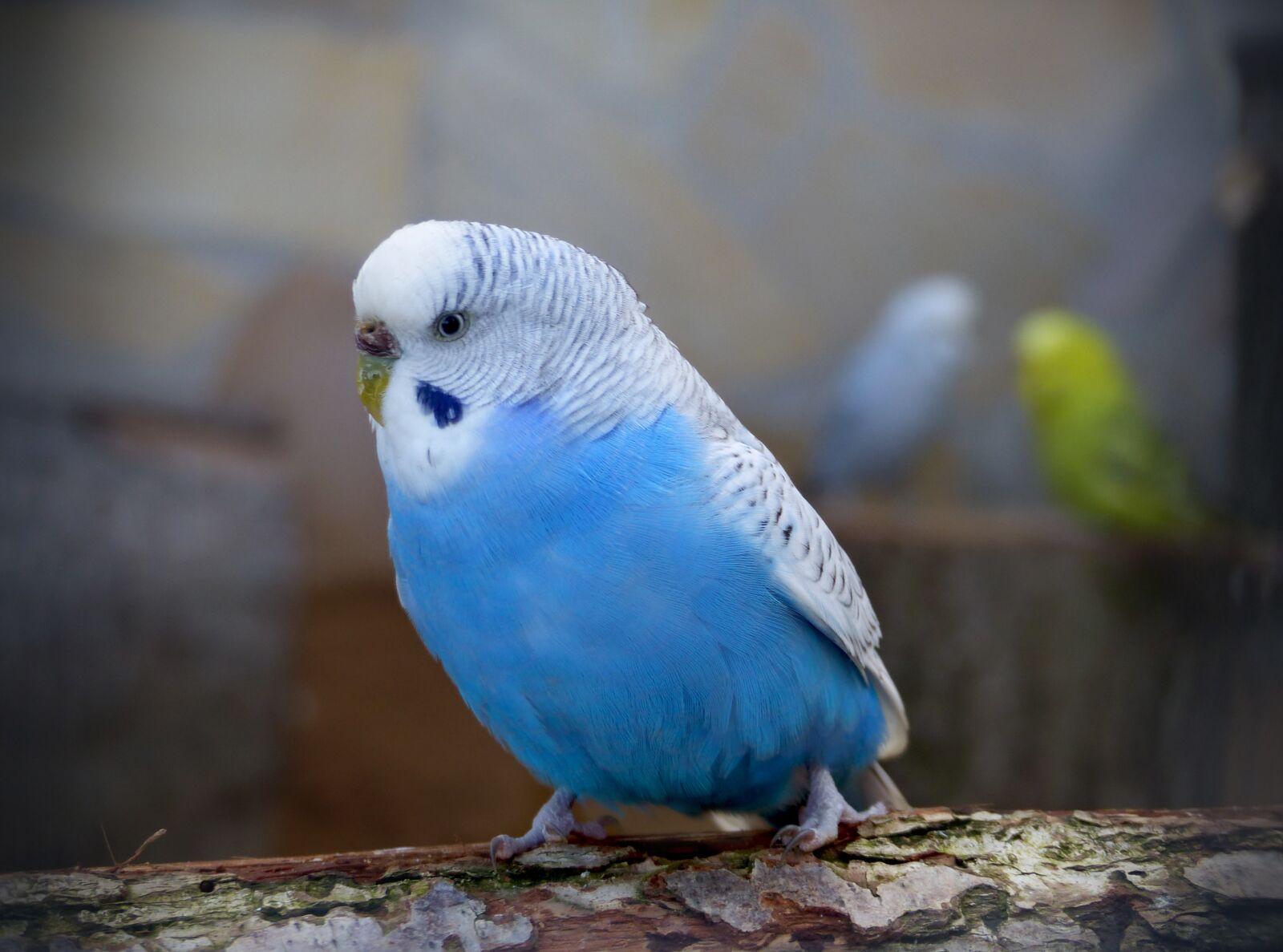 Panasonic Lumix DMC-FZ200 sample photo. Bird, animal world, animals photography