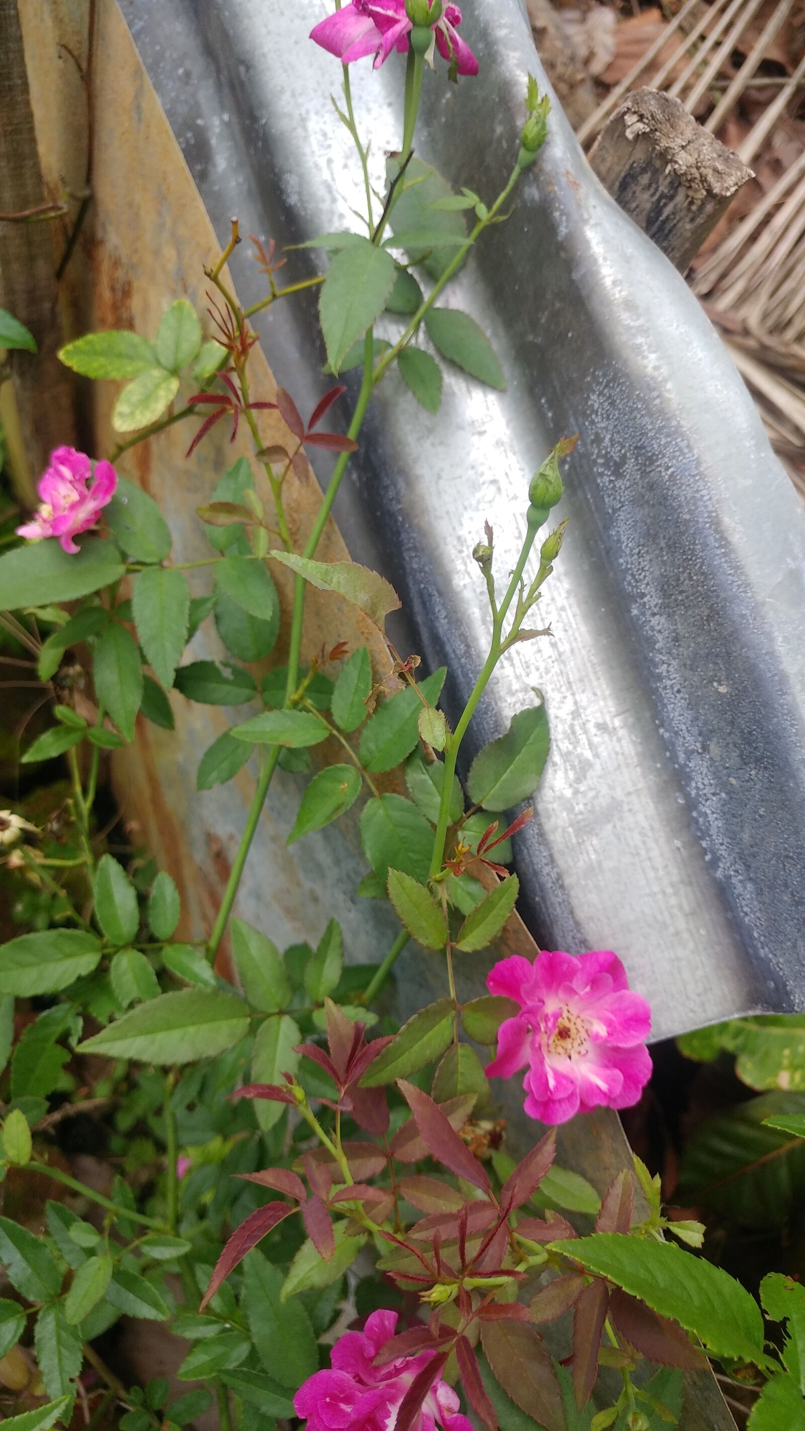 LG G5 SE sample photo. Flowers, roses, red photography